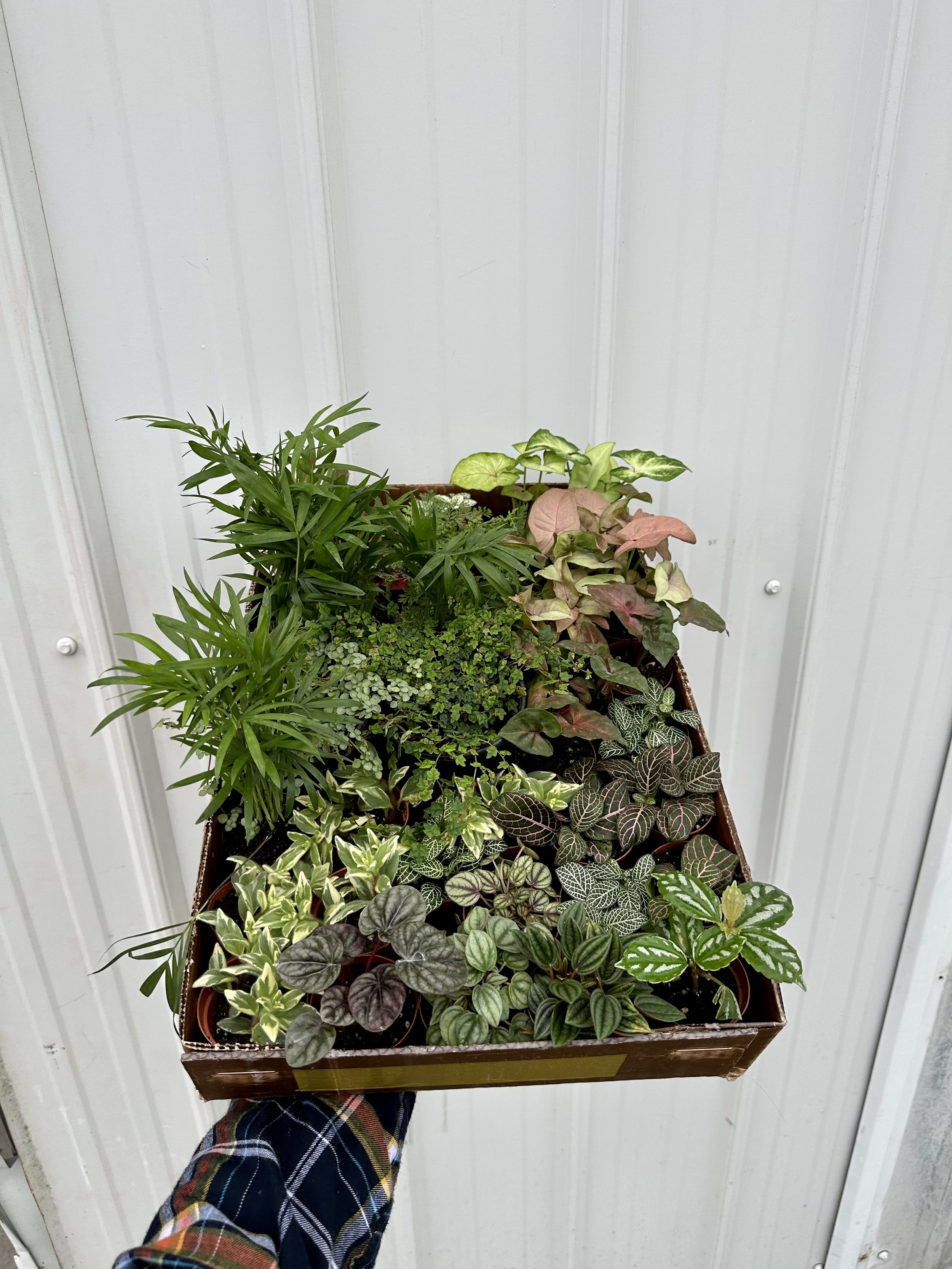 A Plantsman trip to a private greenhouse in Orlando, FL. Featuring a variety of 2” terrarium plants. Nick Vicchiullo: The Plantsman Behind Interior and Exterior Landscaping in Orlando, FL.