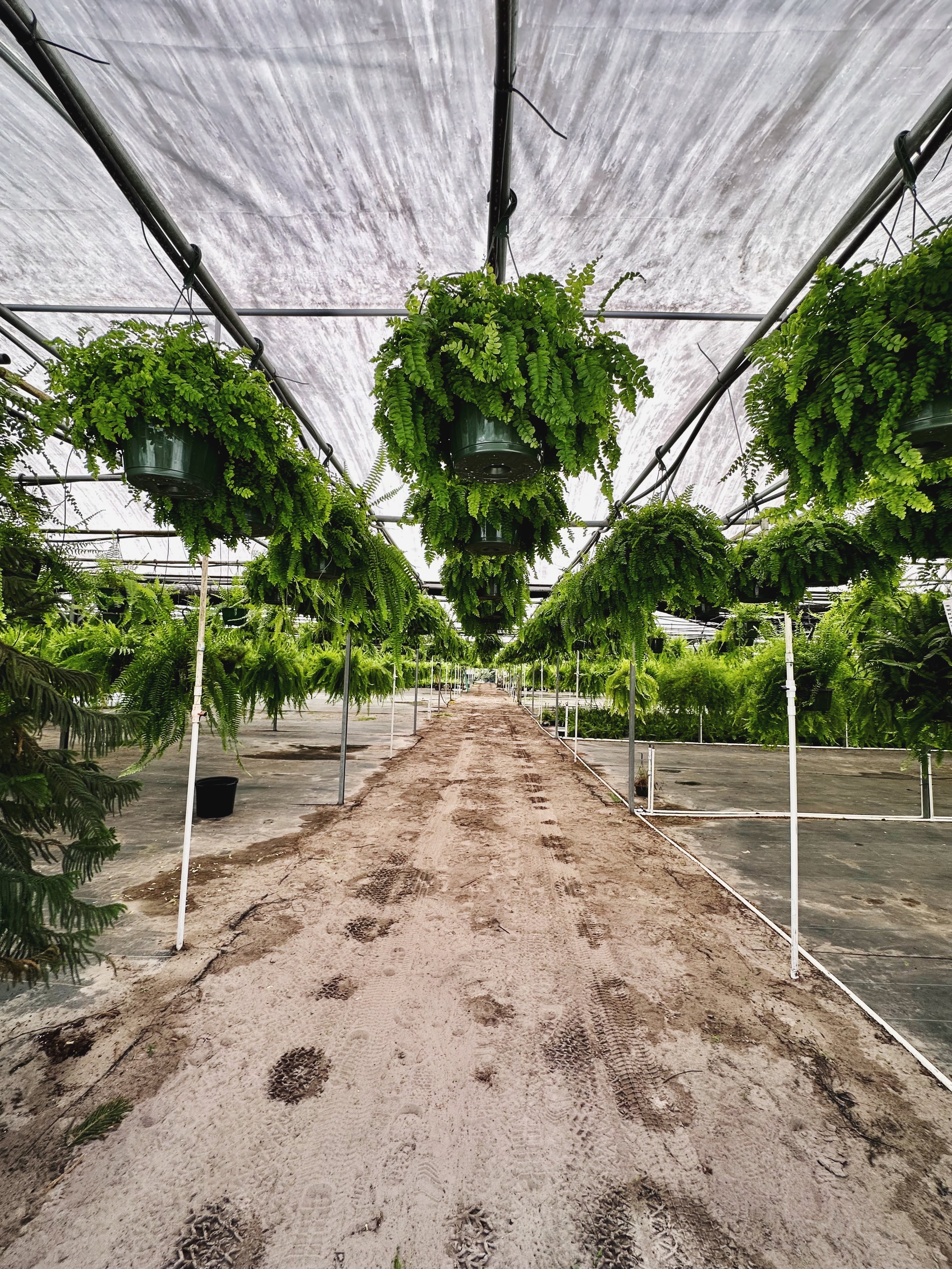 Ferns hanging at a private greenhouse in central FL. Nick Vicchiullo: The Plantsman Behind Interior and Exterior Landscaping in Orlando, FL.