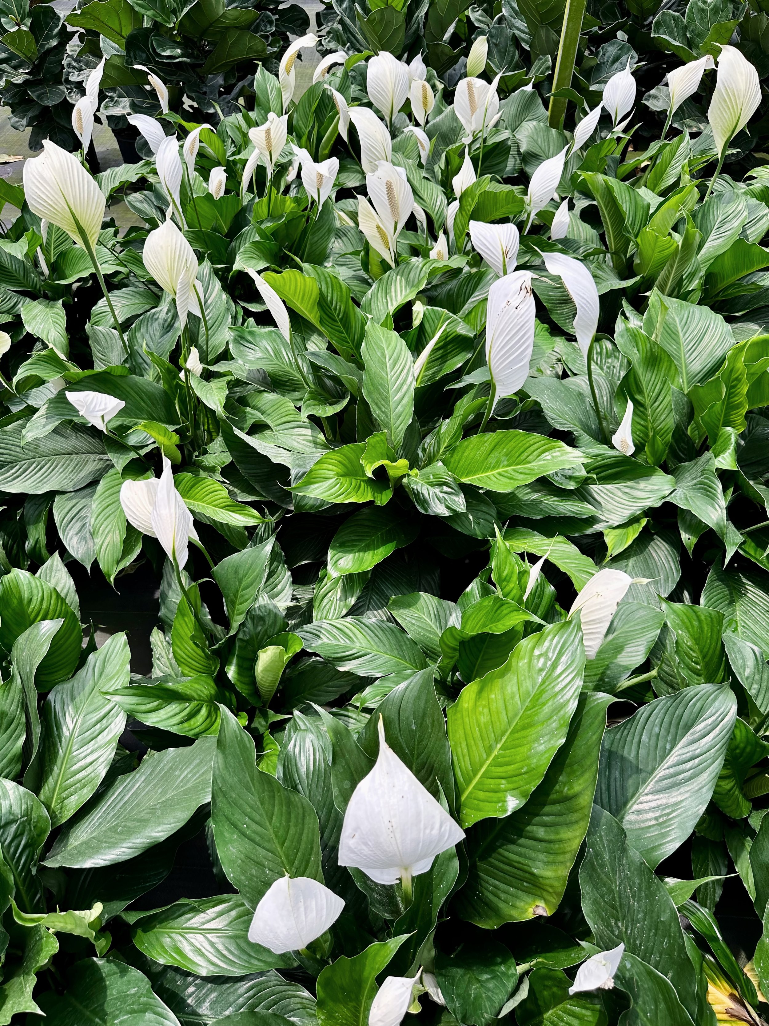 A Plantsman trip to a private greenhouse in Orlando, FL. Featuring a peace lily, or Spathiphyllum wallisii. Nick Vicchiullo: The Plantsman Behind Interior and Exterior Landscaping in Orlando, FL.