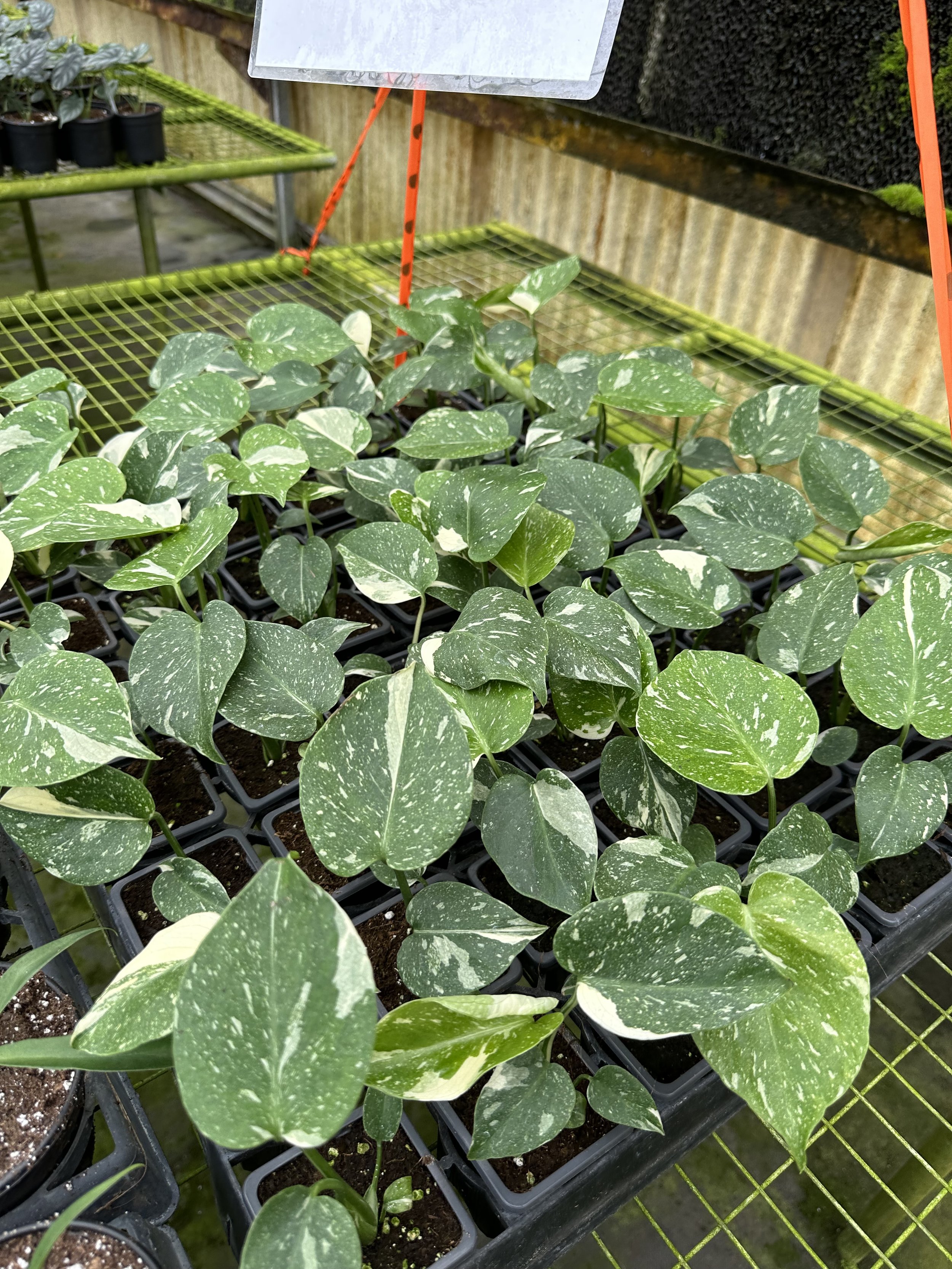 A Plantsman trip to a private greenhouse in Orlando, FL. Featuring a Monstera Thai Constellation. Nick Vicchiullo: The Plantsman Behind Interior and Exterior Landscaping in Orlando, FL.