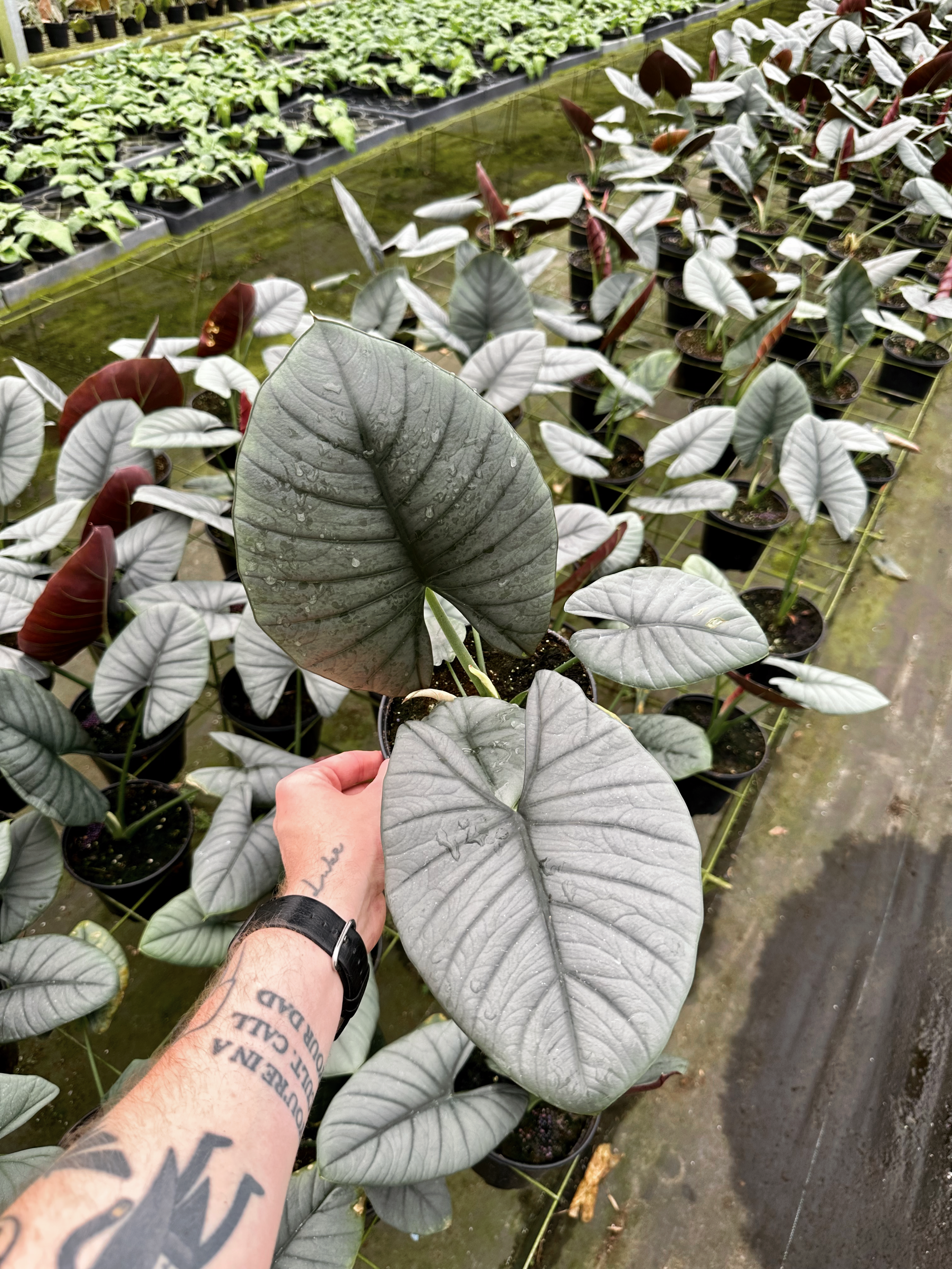A Plantsman trip to a private greenhouse in Orlando, FL. Featuring an Alocasia. Nick Vicchiullo: The Plantsman Behind Interior and Exterior Landscaping in Orlando, FL.