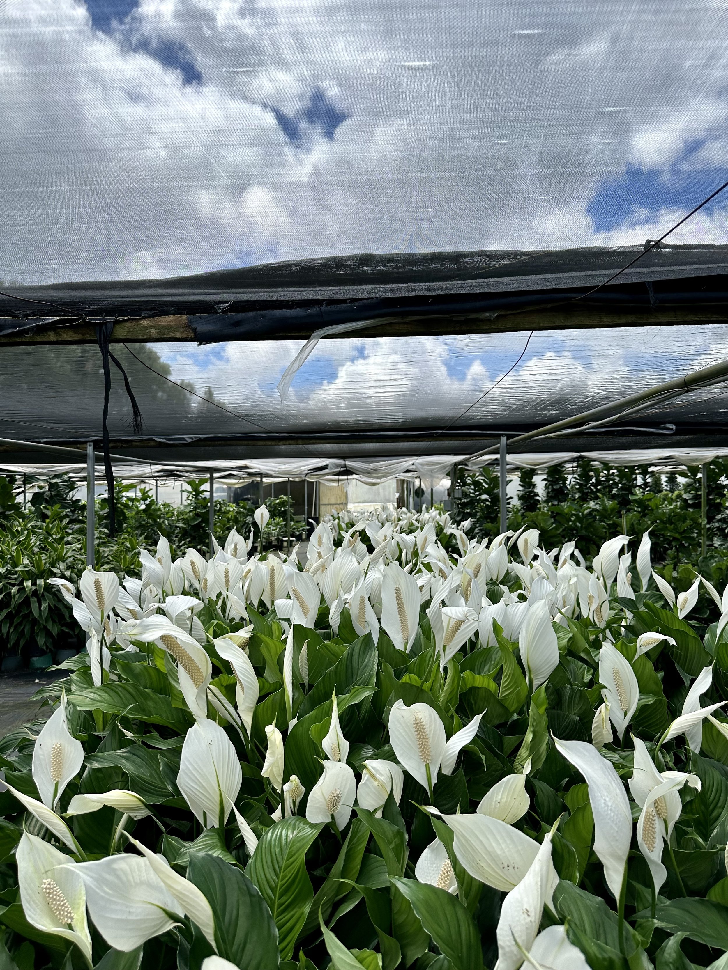 Sea of Peace Lilies. Nick Vicchiullo: The Plantsman Behind Interior and Exterior Landscaping in Orlando, FL.