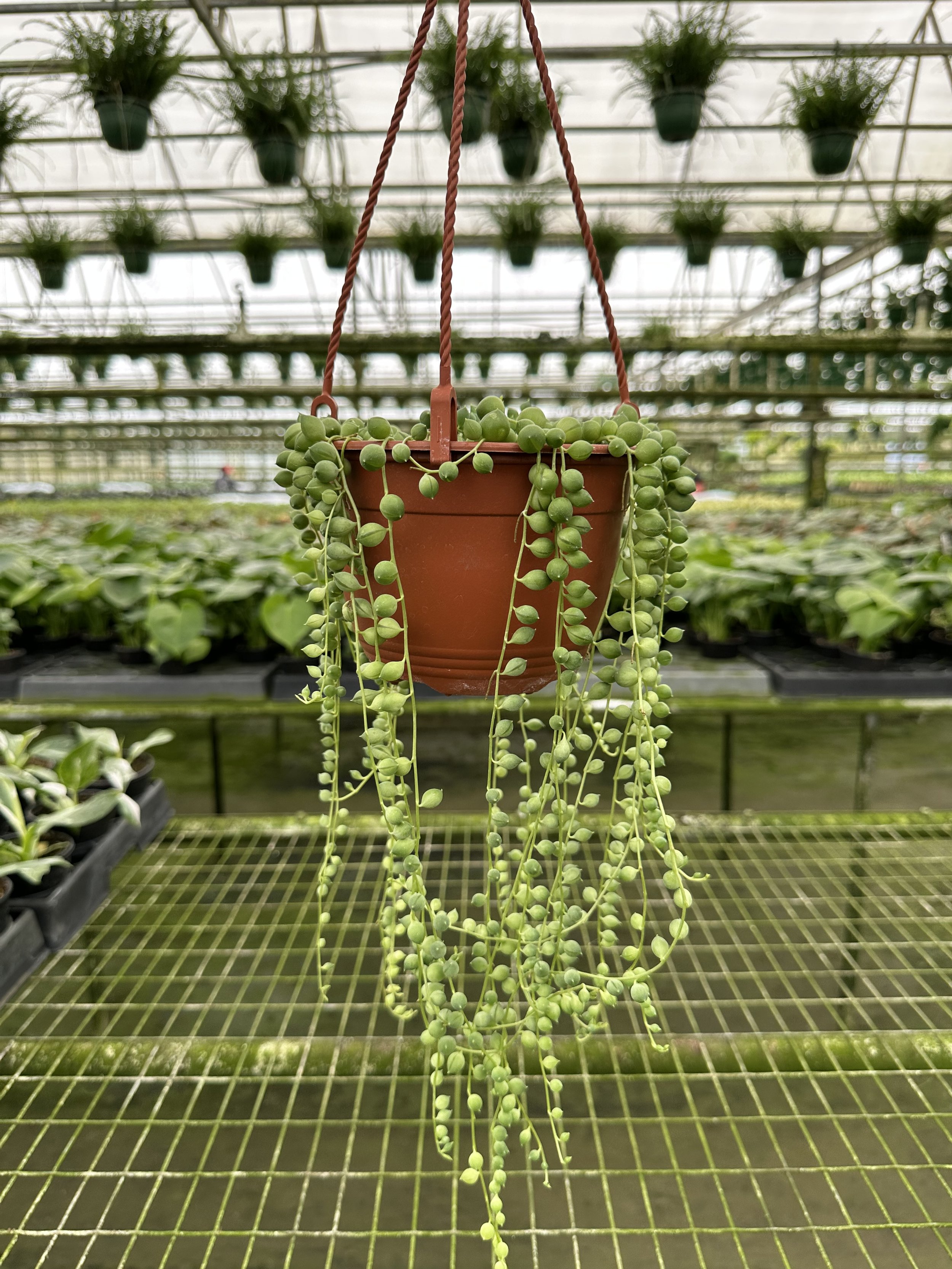 A Plantsman trip to a private greenhouse in Orlando, FL. Featuring a string of pearls basket. Nick Vicchiullo: The Plantsman Behind Interior and Exterior Landscaping in Orlando, FL.