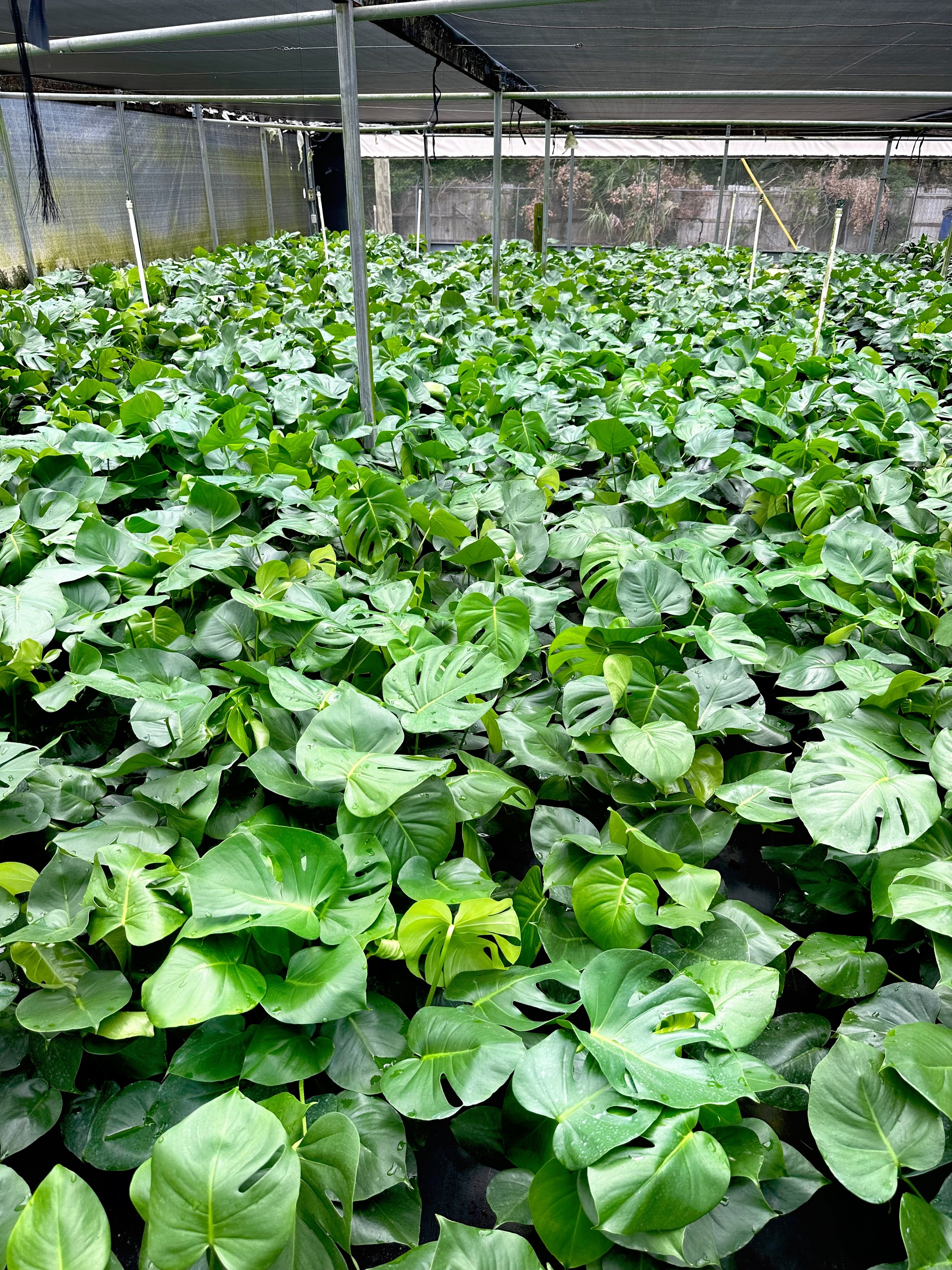 Sea of various size split leaf monstera deliciosa at a private greenhouse in Eustis, Florida.