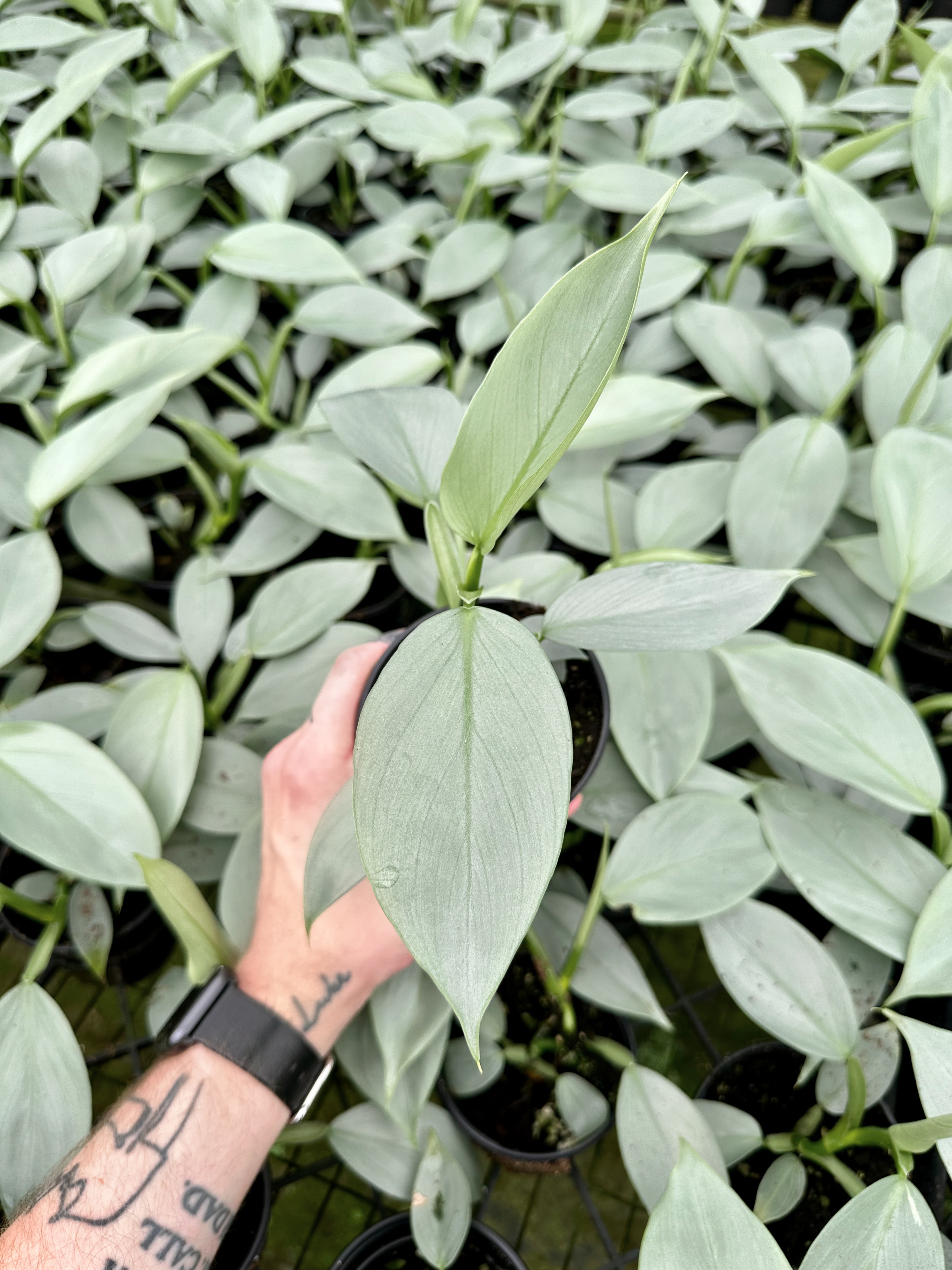 A Plantsman trip to a private greenhouse in Orlando, FL. Featuring a Silver Sword Philodendron. Nick Vicchiullo: The Plantsman Behind Interior and Exterior Landscaping in Orlando, FL.