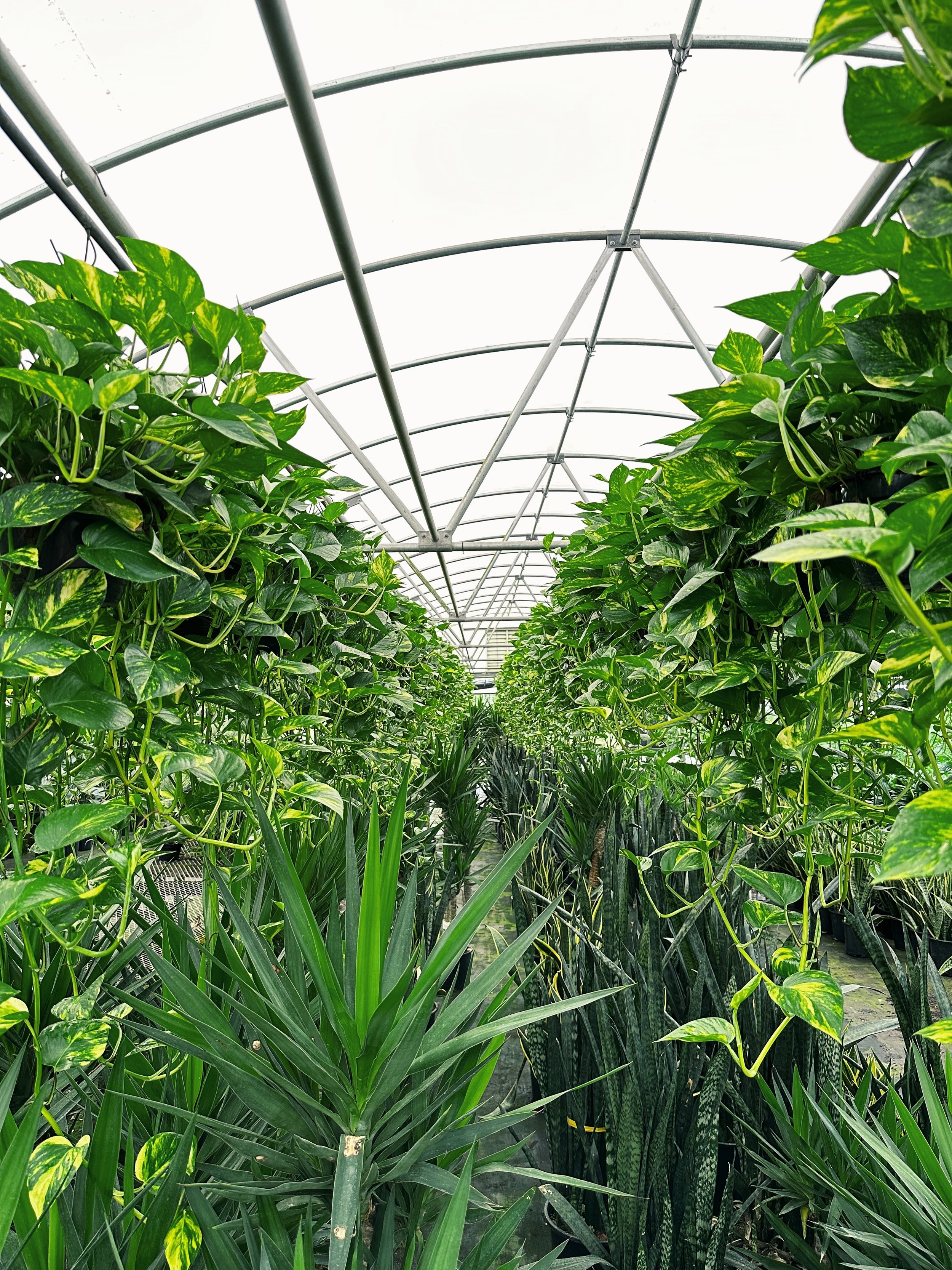 Nick Vicchiullo: The Plantsman Behind Interior and Exterior Landscaping in Orlando, FL.