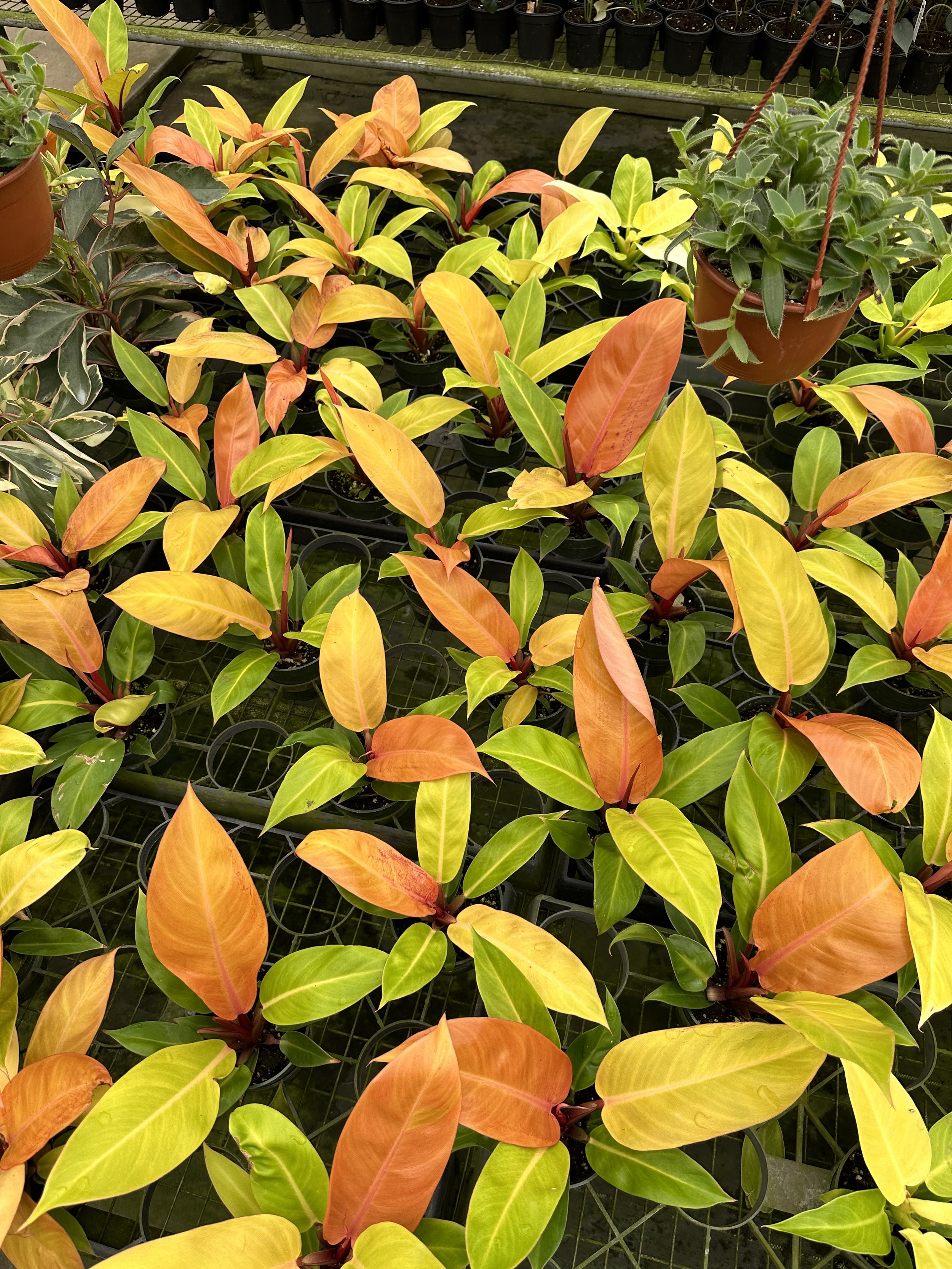 Aisle of Philodendron 'Prince of Orange' at a greenhouse in Orlando, FL. Nick Vicchiullo: The Plantsman Behind Interior and Exterior Landscaping in Orlando, FL.