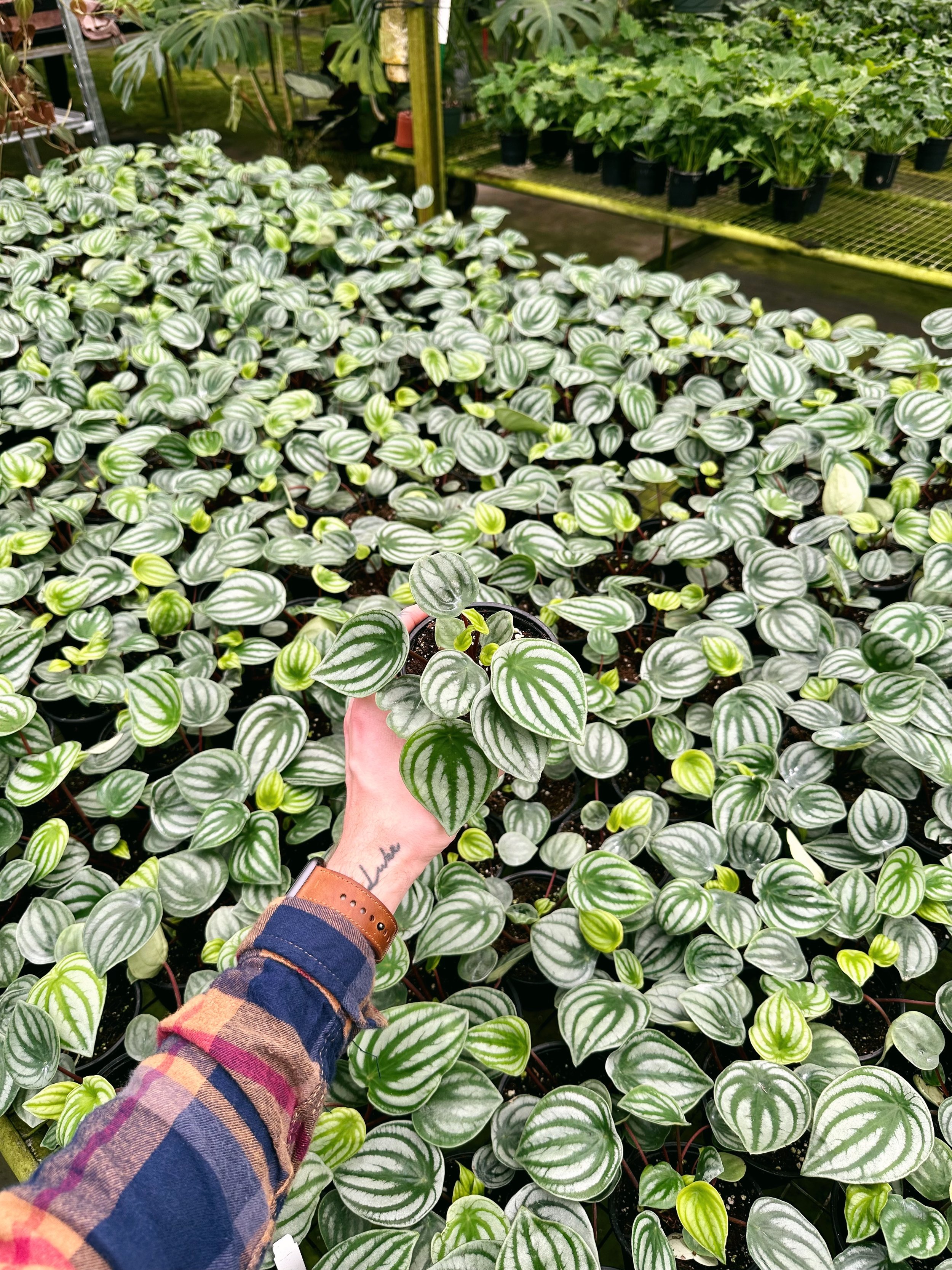 A Plantsman trip to a private greenhouse in Orlando, FL. Featuring a watermelon peperomia. Nick Vicchiullo: The Plantsman Behind Interior and Exterior Landscaping in Orlando, FL.