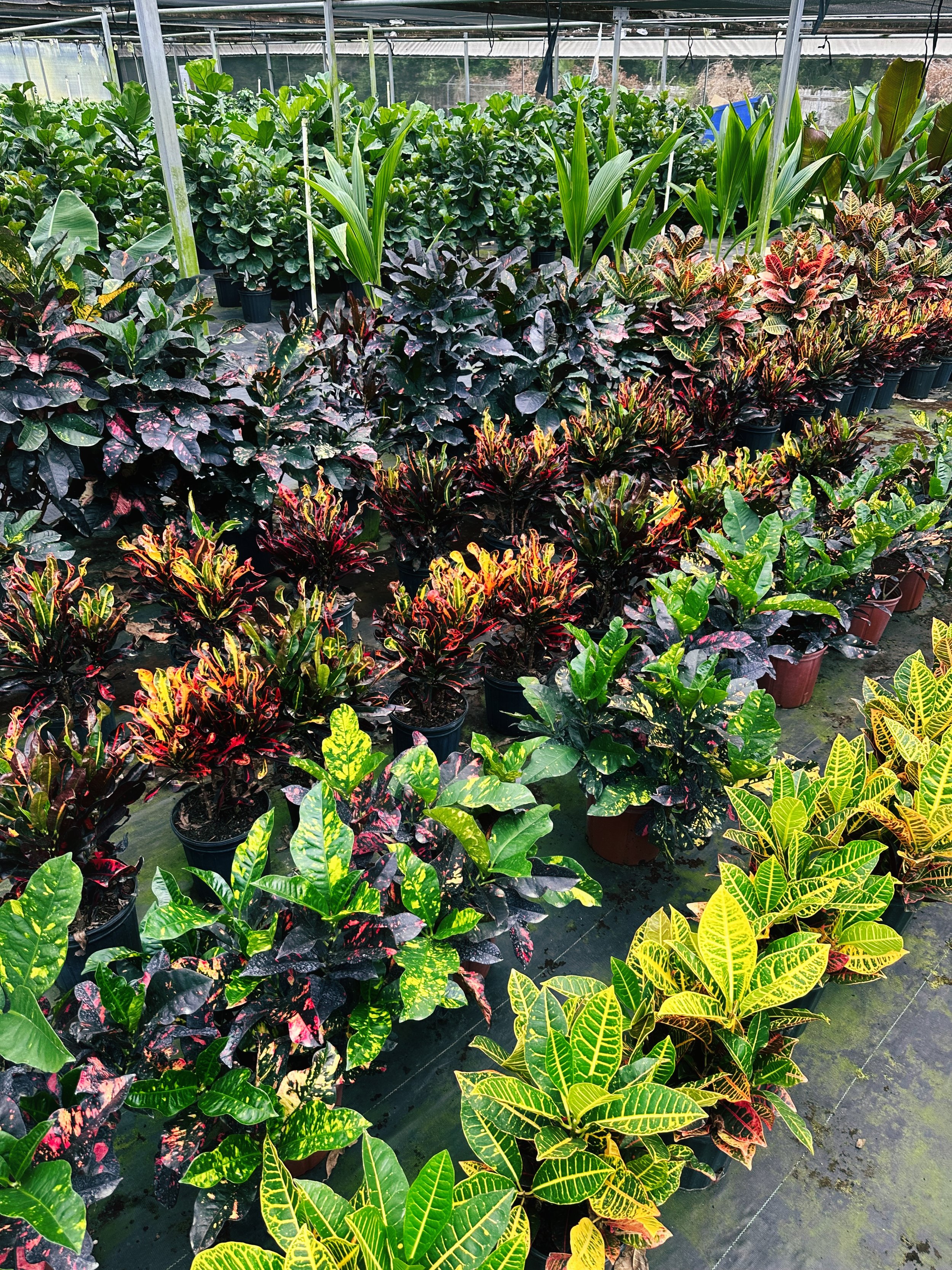 A Plantsman trip to a private greenhouse in Orlando, FL. Featuring croton varieties. Nick Vicchiullo: The Plantsman Behind Interior and Exterior Landscaping in Orlando, FL.