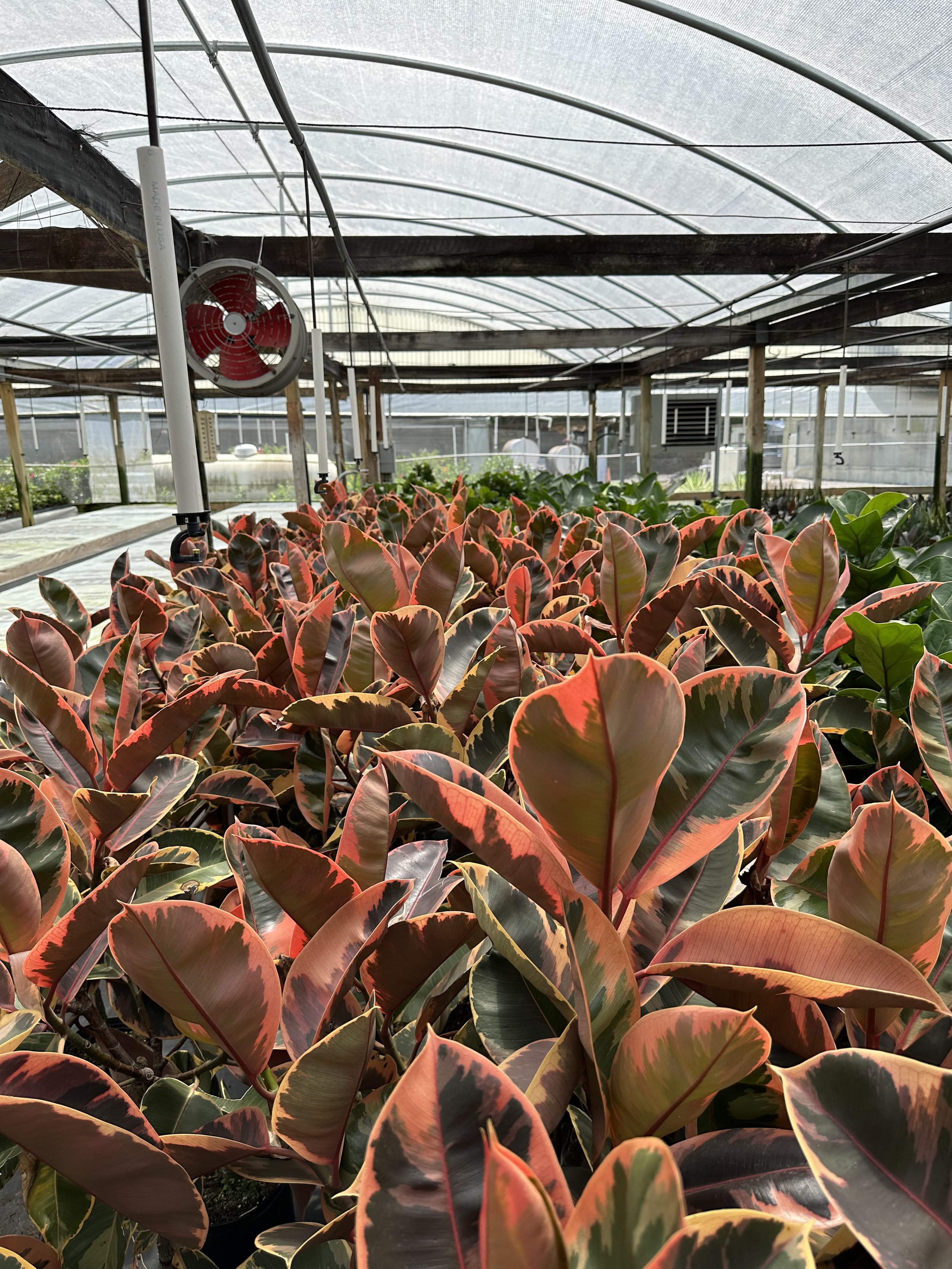 A Plantsman trip to a private greenhouse in Orlando, FL. Featuring a Ficus Elastica Ruby. Nick Vicchiullo: The Plantsman Behind Interior and Exterior Landscaping in Orlando, FL.