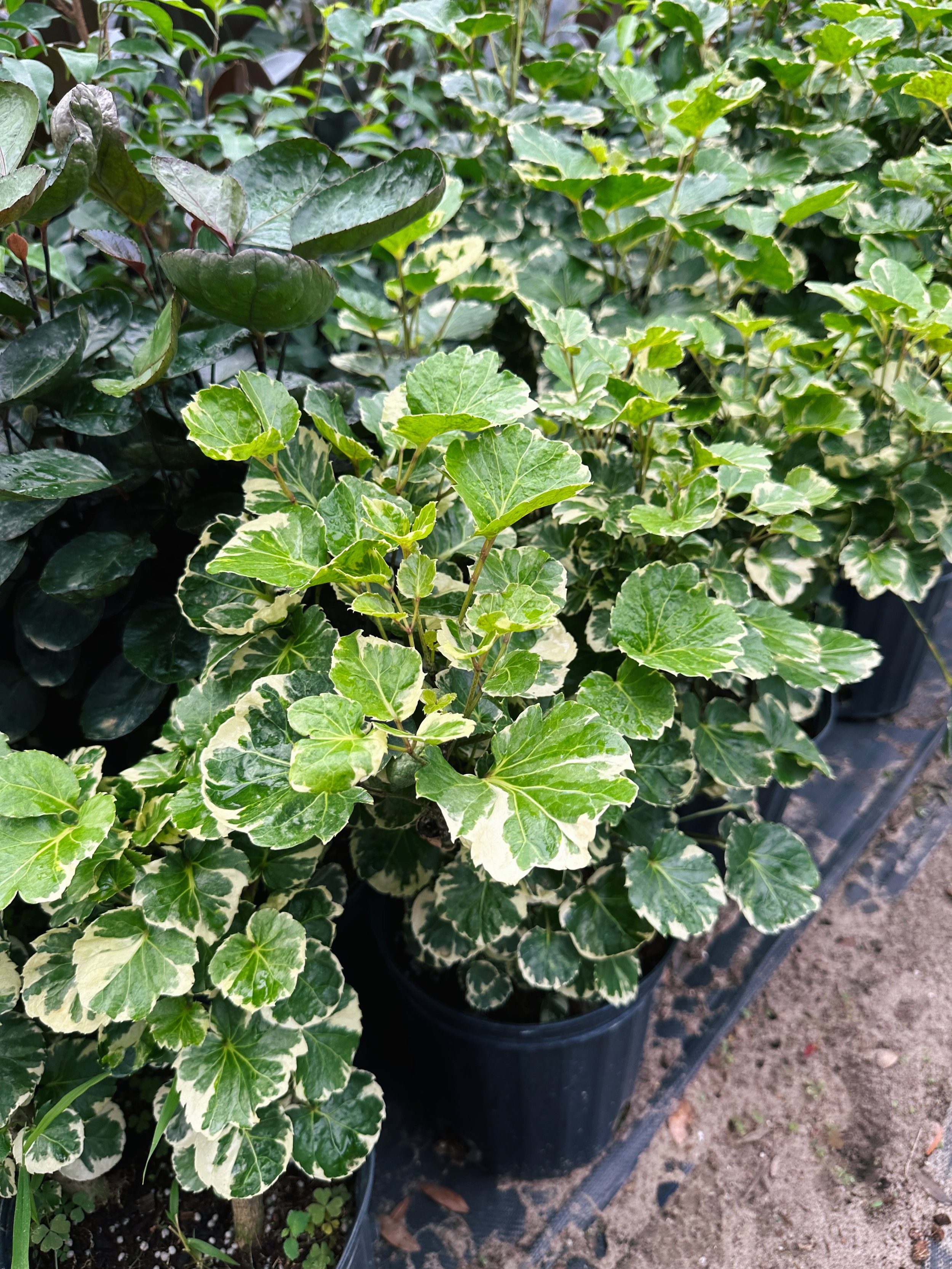A Plantsman trip to a private greenhouse in Orlando, FL. Featuring variegated aralia. Nick Vicchiullo: The Plantsman Behind Interior and Exterior Landscaping in Orlando, FL.