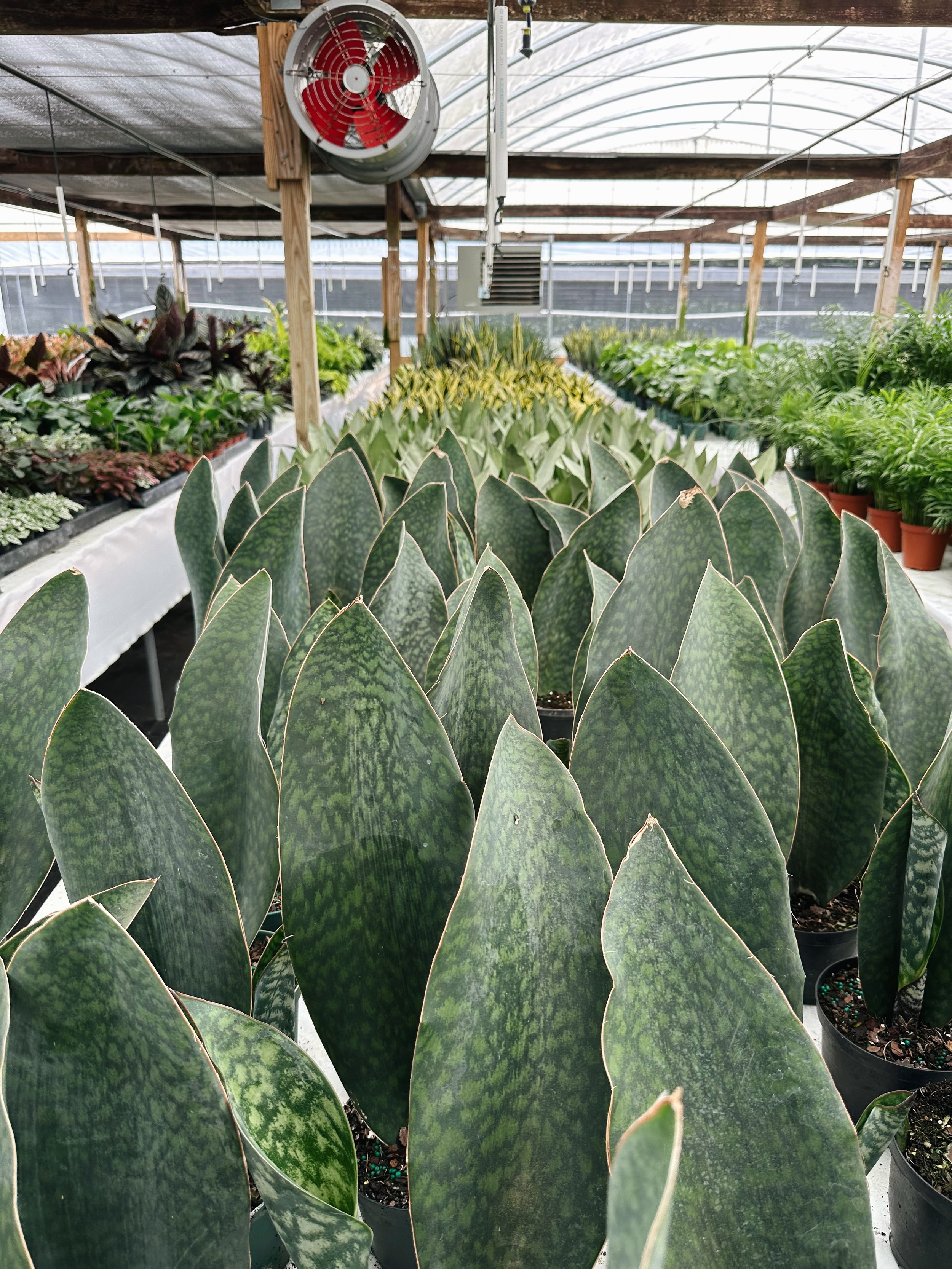 A Plantsman trip to a private greenhouse in Orlando, FL. Featuring a whale fin sansevieria. Nick Vicchiullo: The Plantsman Behind Interior and Exterior Landscaping in Orlando, FL.
