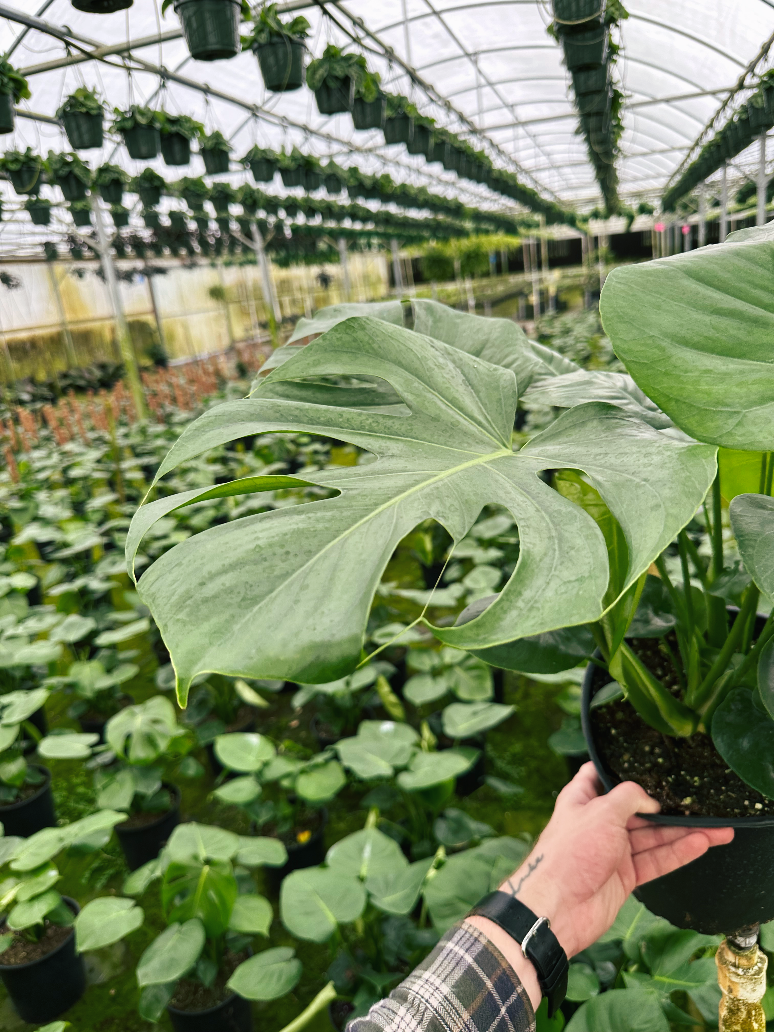 A Plantsman trip to a private greenhouse in Orlando, FL. Featuring a Monstera Deliciosa. Nick Vicchiullo: The Plantsman Behind Interior and Exterior Landscaping in Orlando, FL.