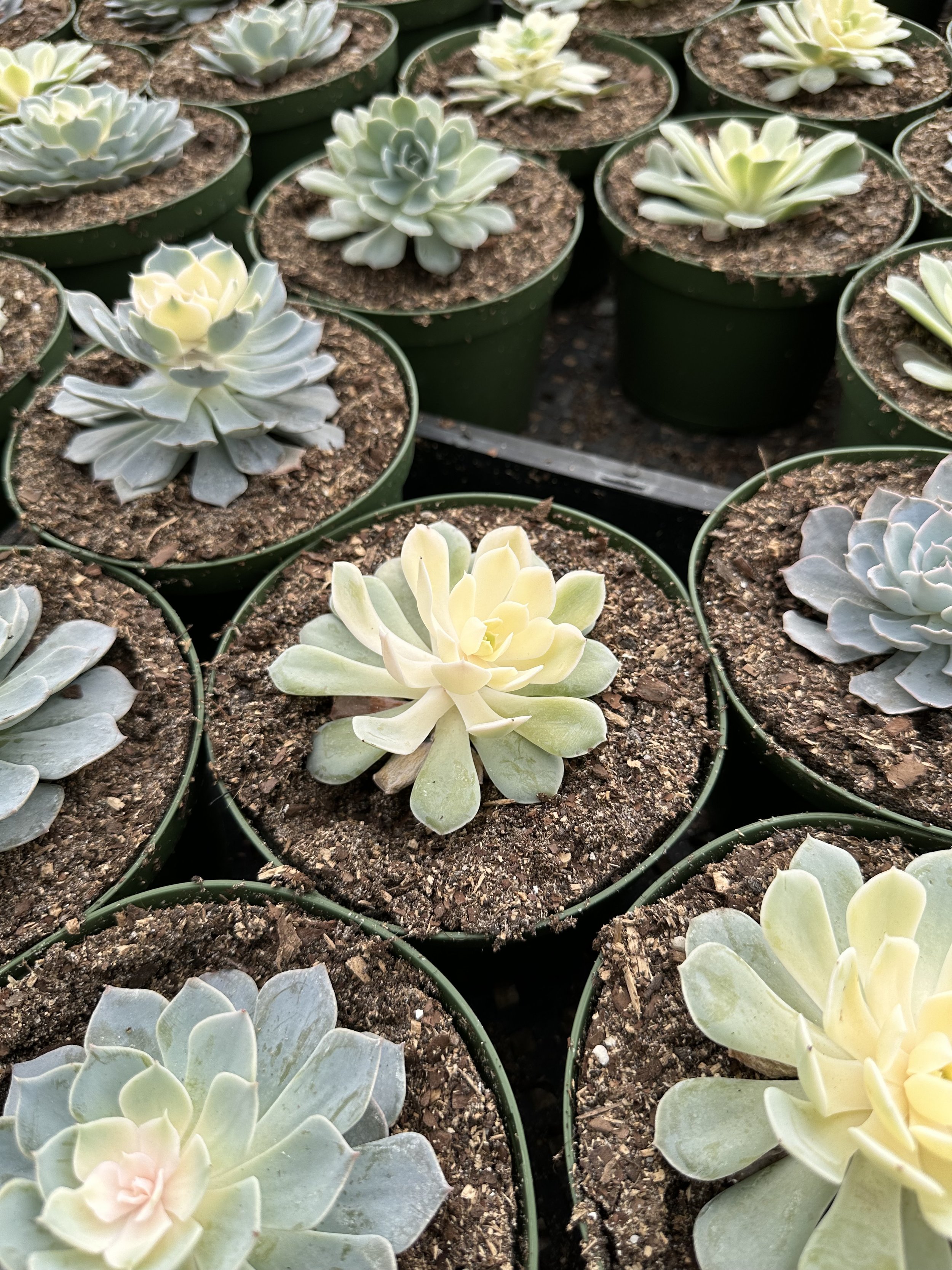 Succulents from Florida Cactus in Apopka.