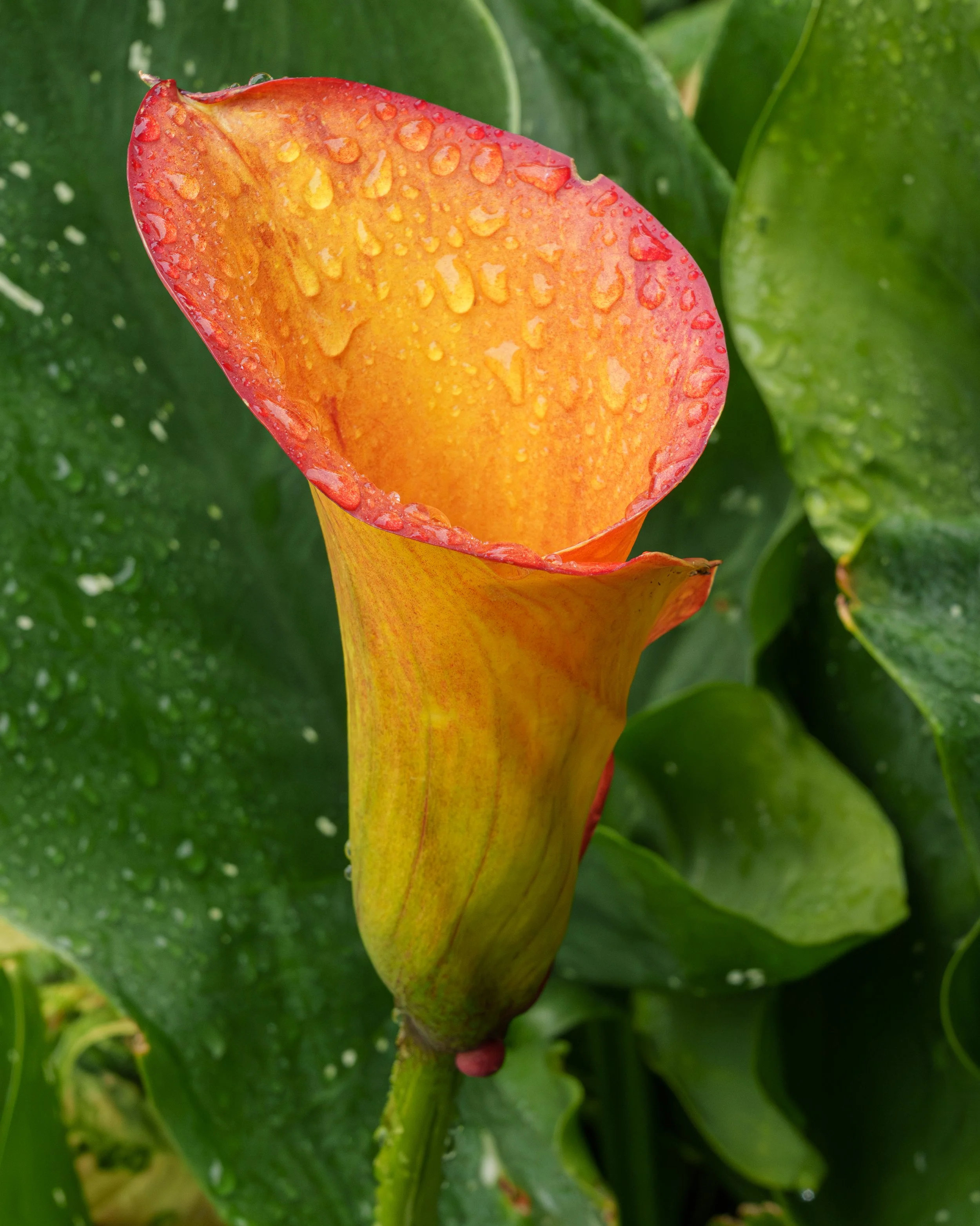 Calla lily.jpg