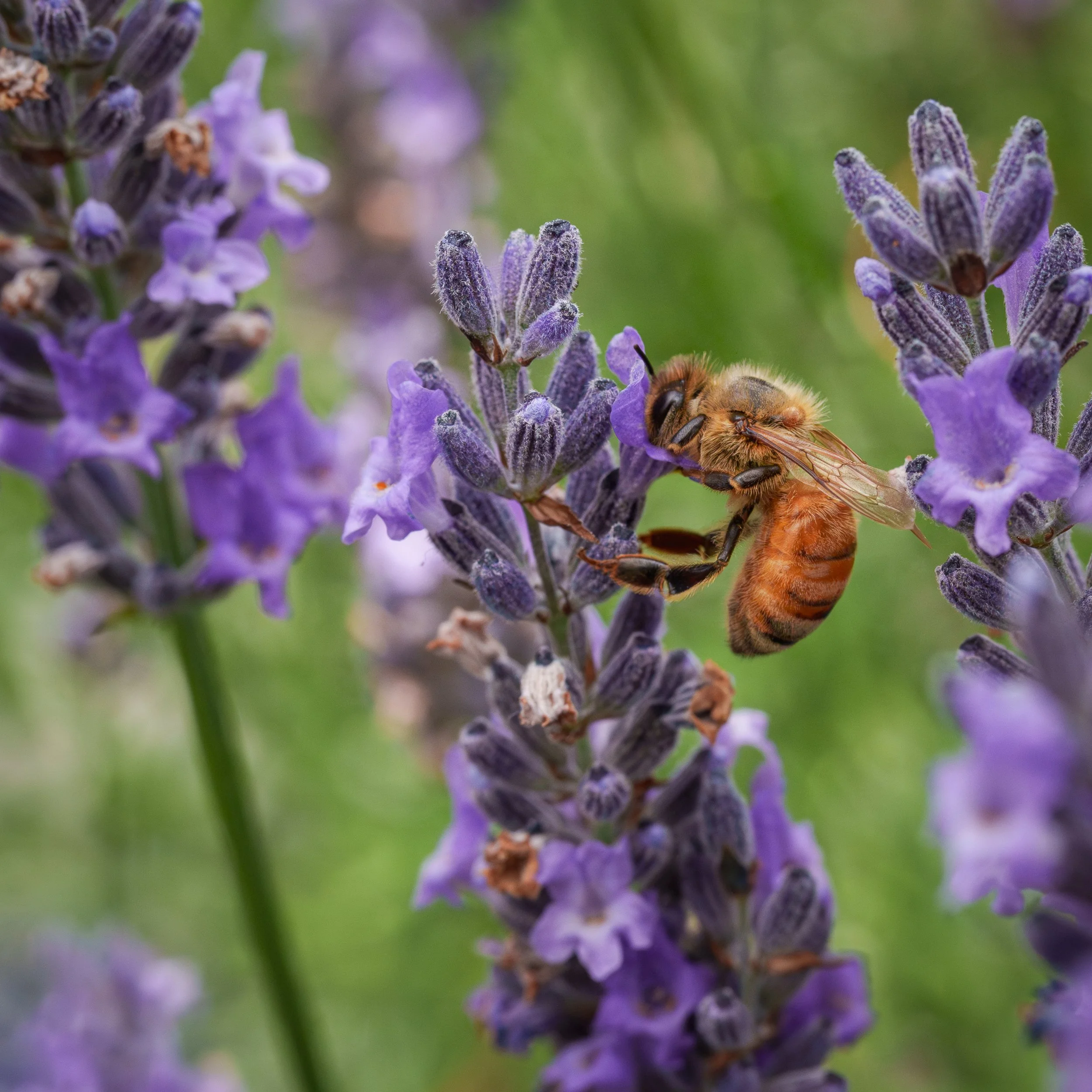 a macro photo of a bee on the lavender in the garden