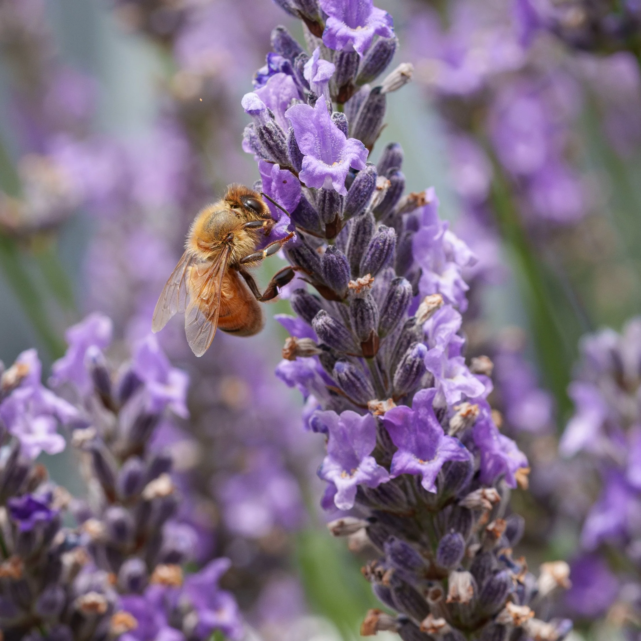 10Bees on Lavender.jpg