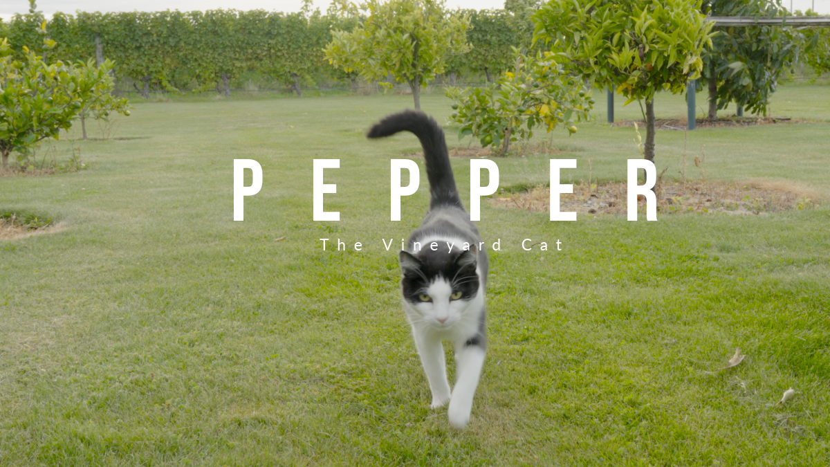 A Mindset Shift Transformed the Way I Approach Photography