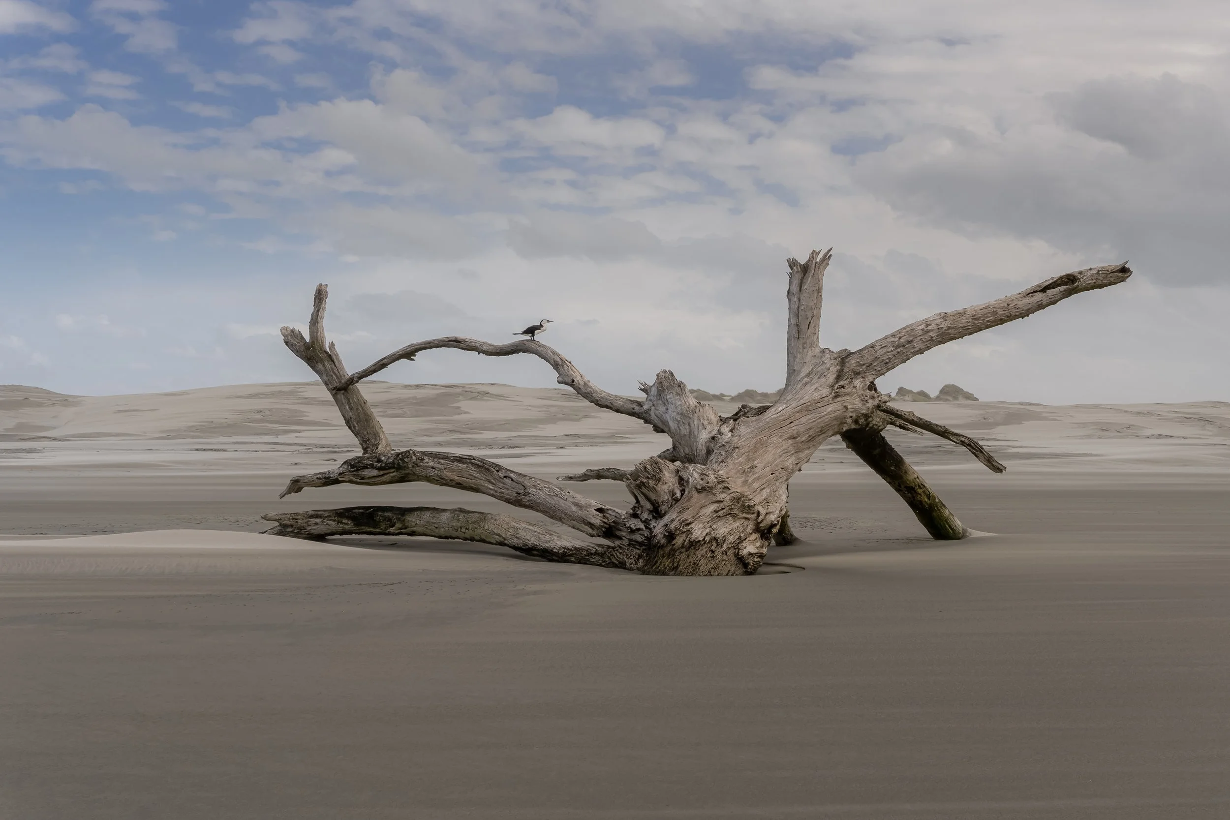 A bird perched on a dead tree on the sand dunes