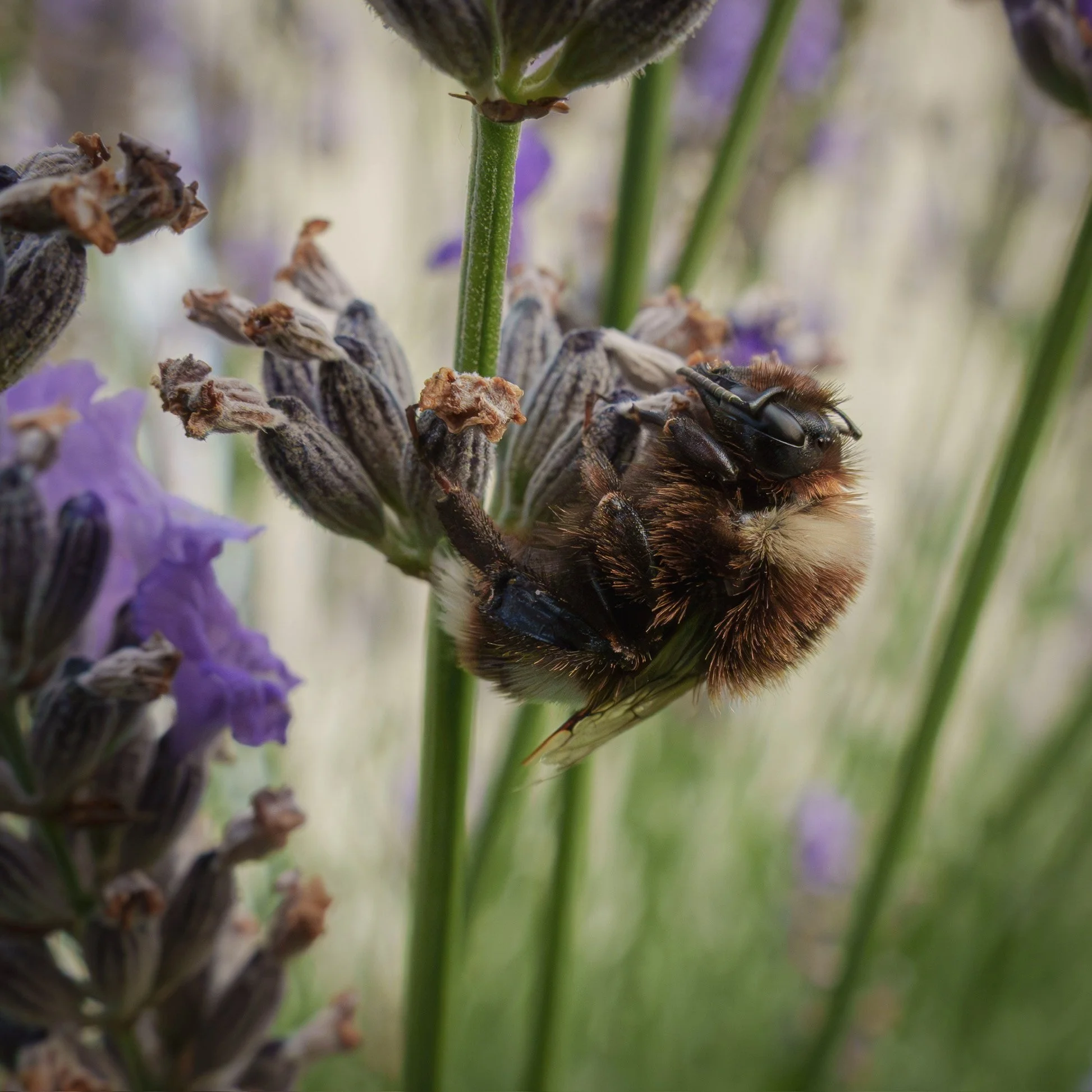 A Bumblebee Sleeping after a Busy Day