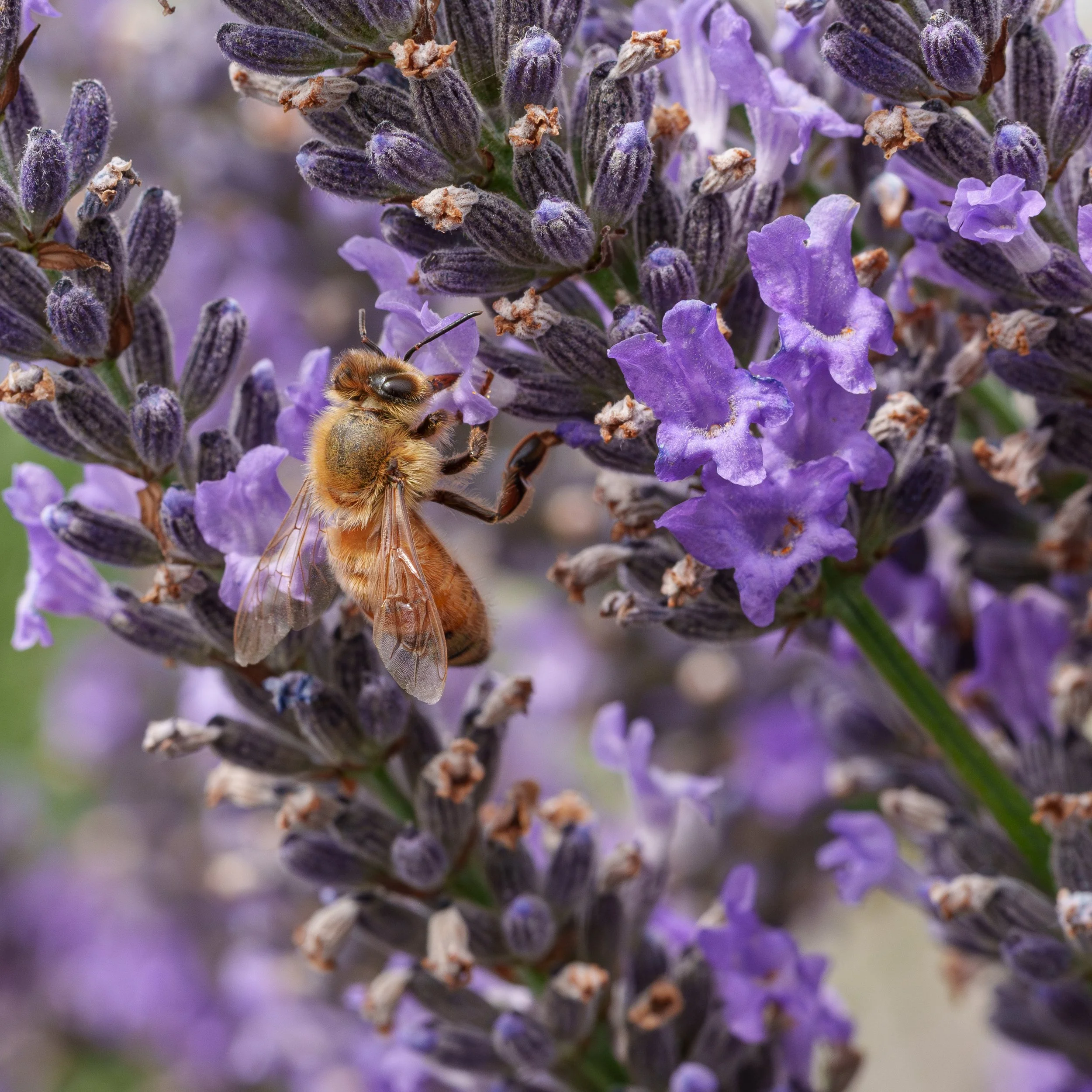 12Bees on Lavender.jpg