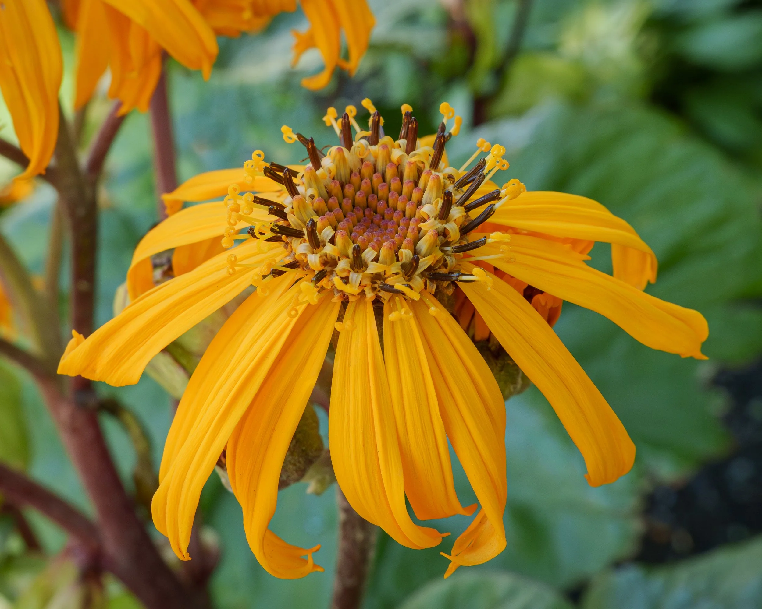 Leopard Plant in Flower