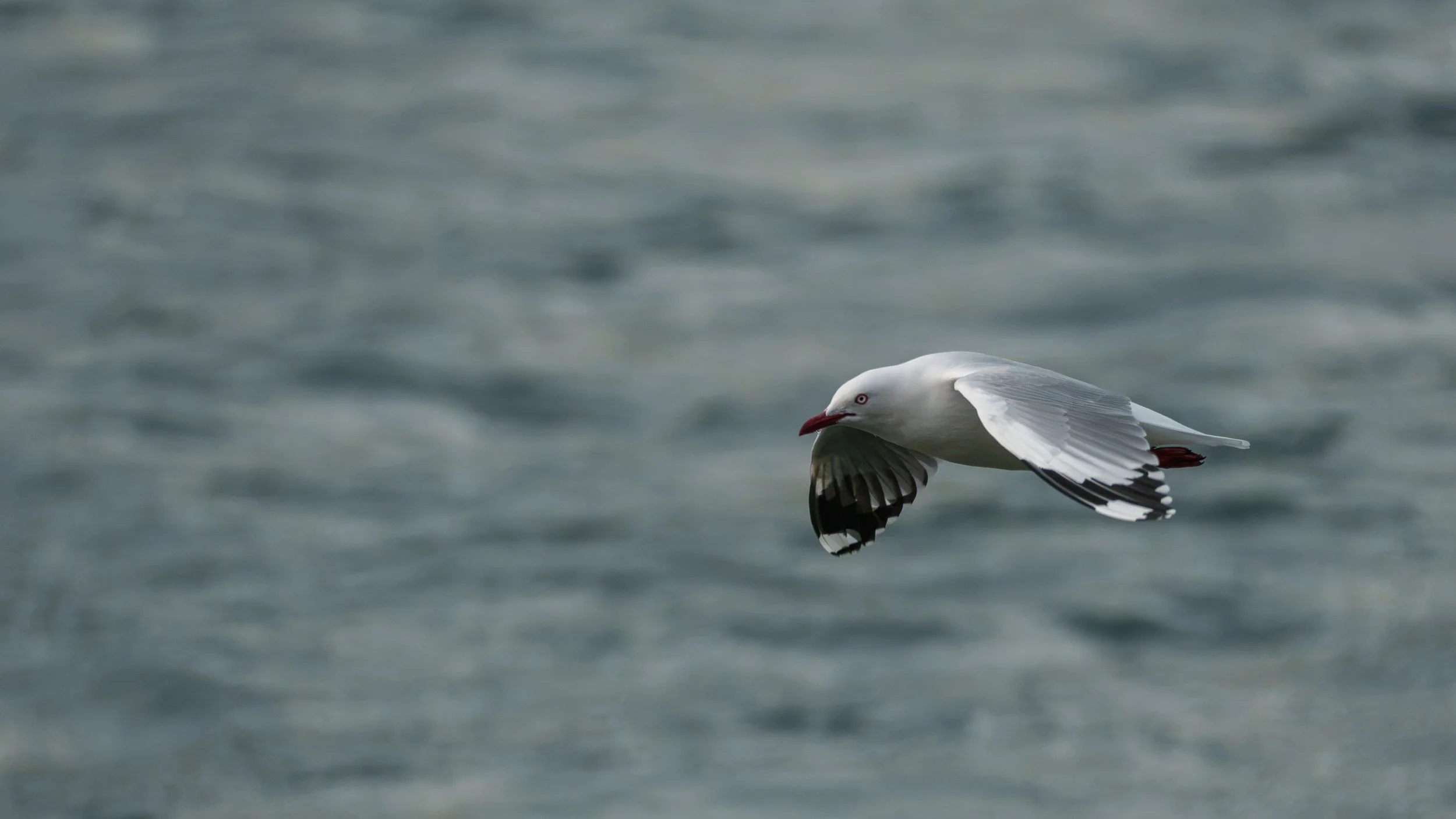 A Red-billed Gull soaring through the air