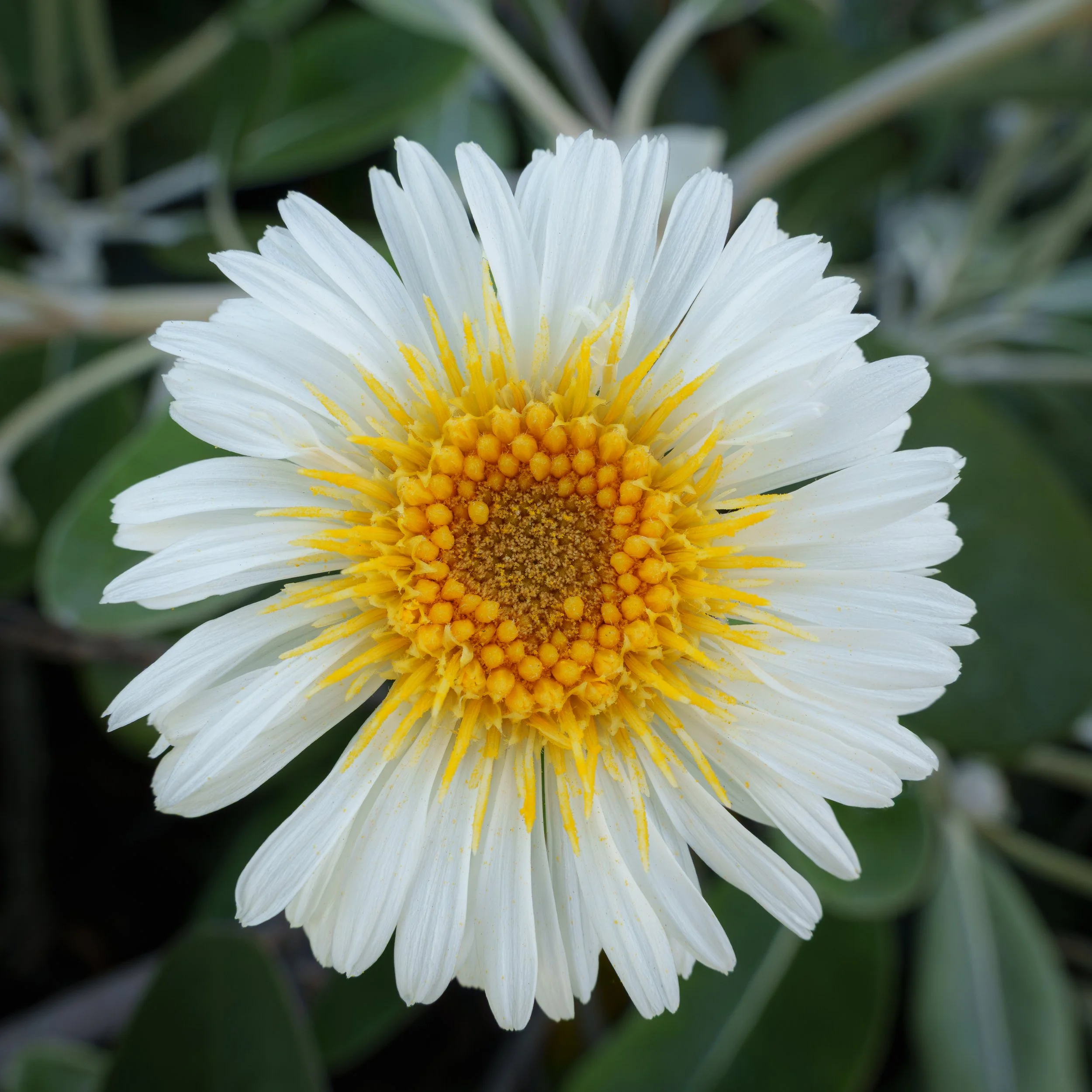 3Marlborough Daisy.jpg