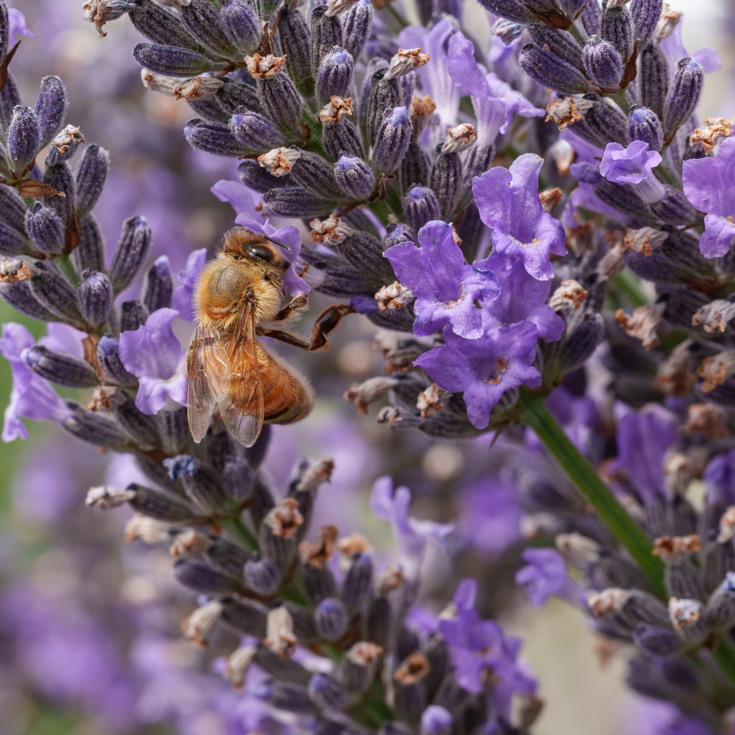 11Bees on Lavender.jpg