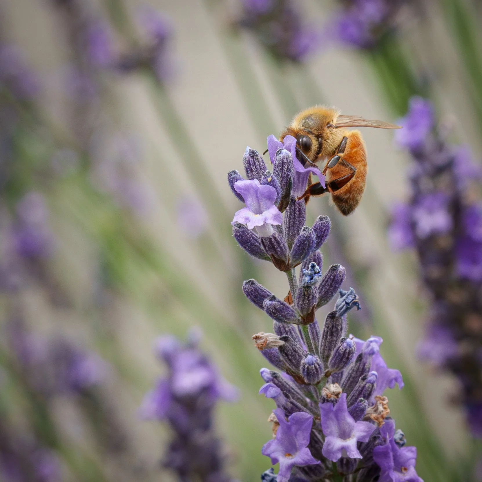 3Bees on Lavender.jpg