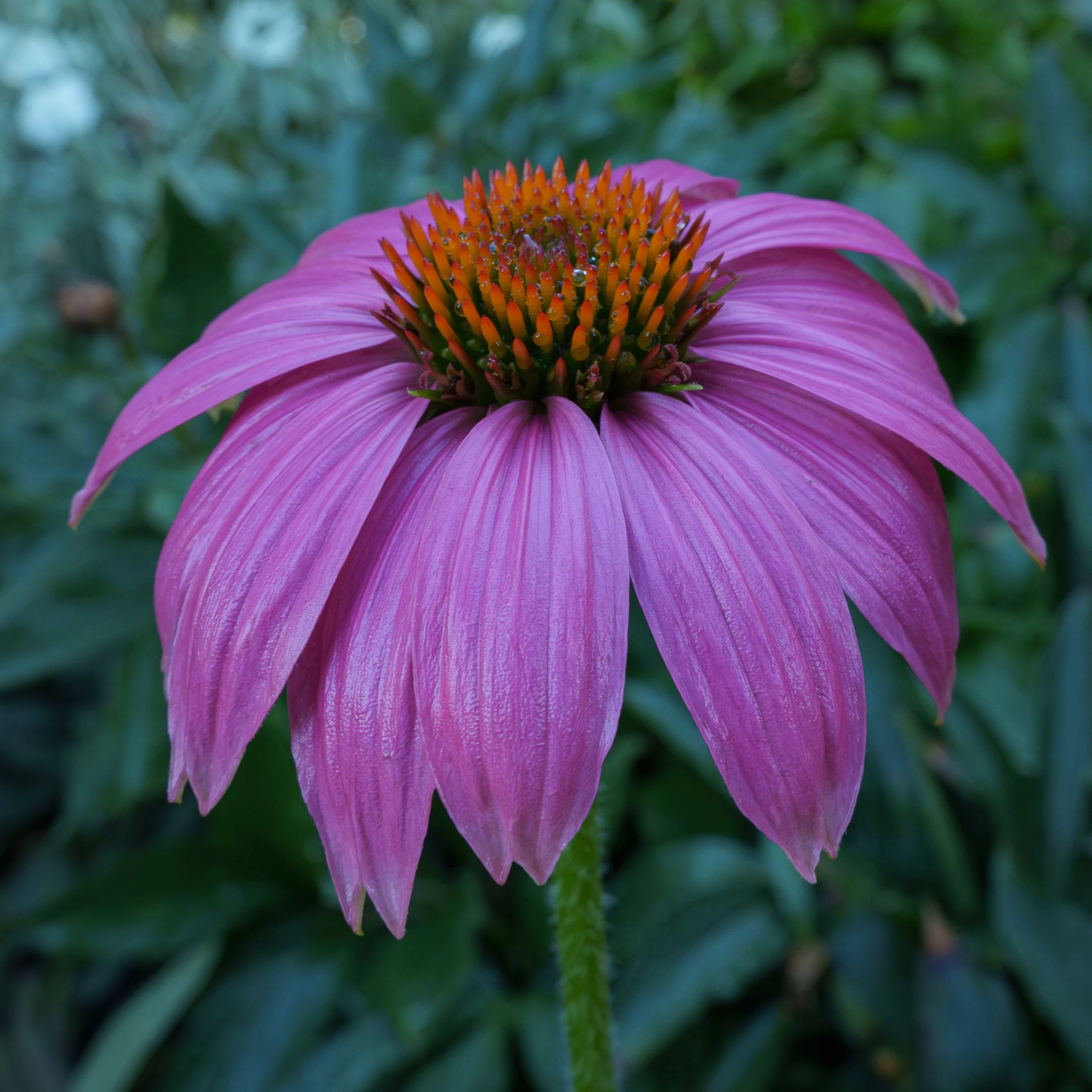 a macro photo of a Purple Cornflower in the garden