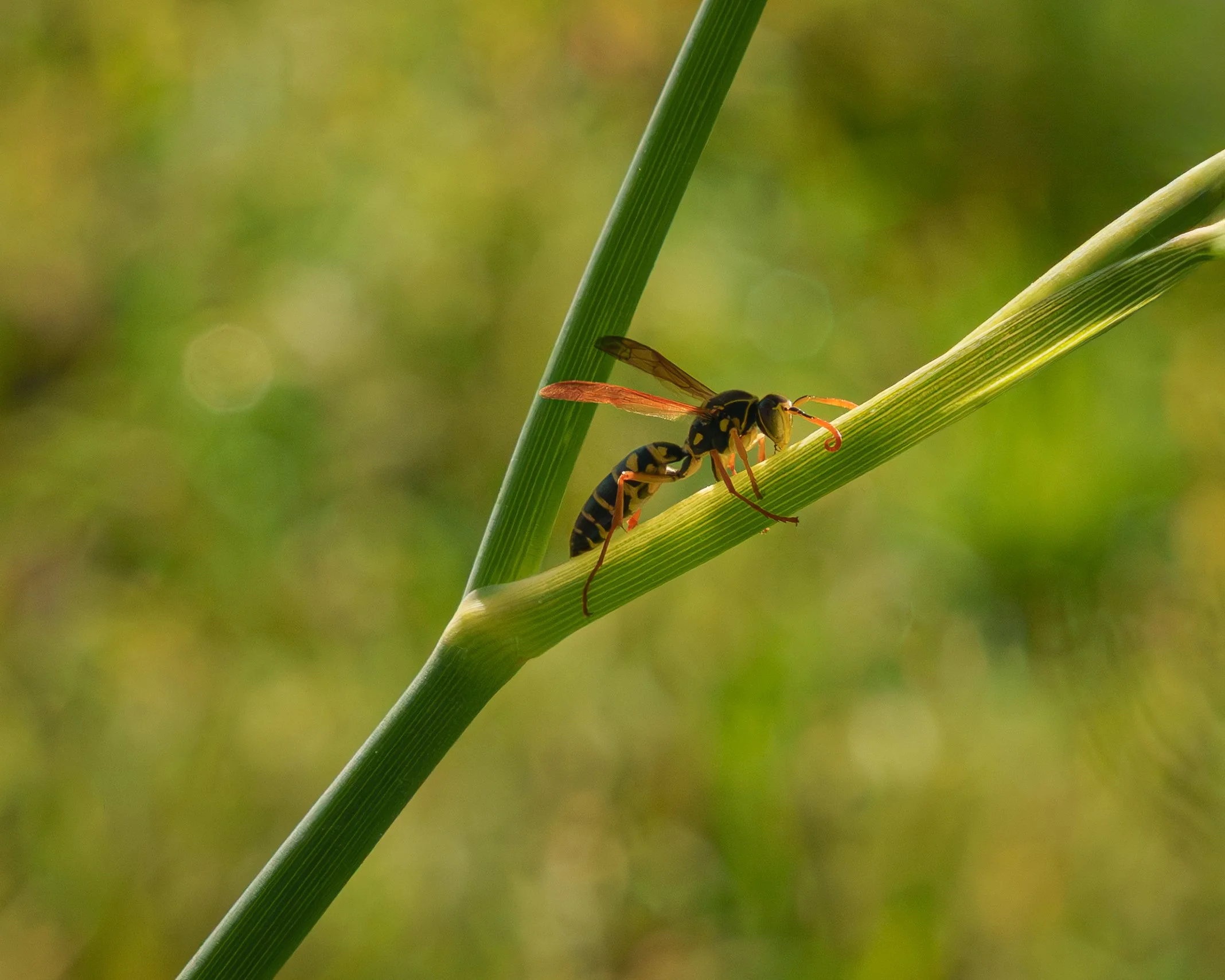 6Wasps.jpg
