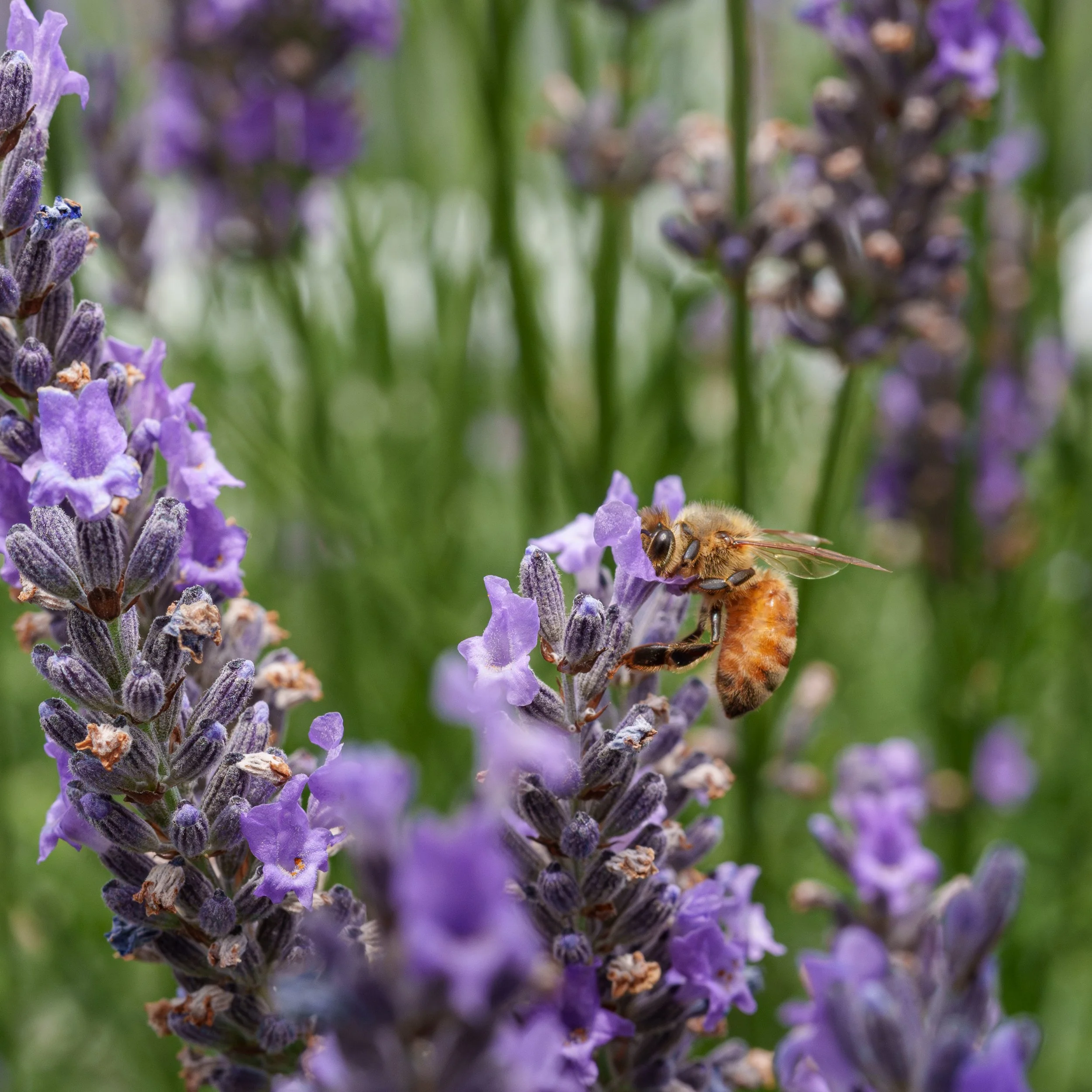 7Bees on Lavender.jpg