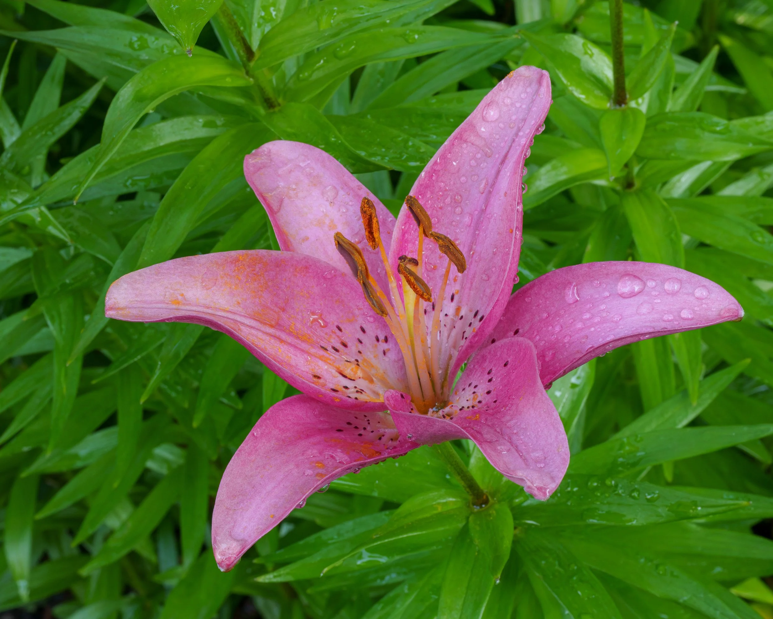 Lilly.jpg