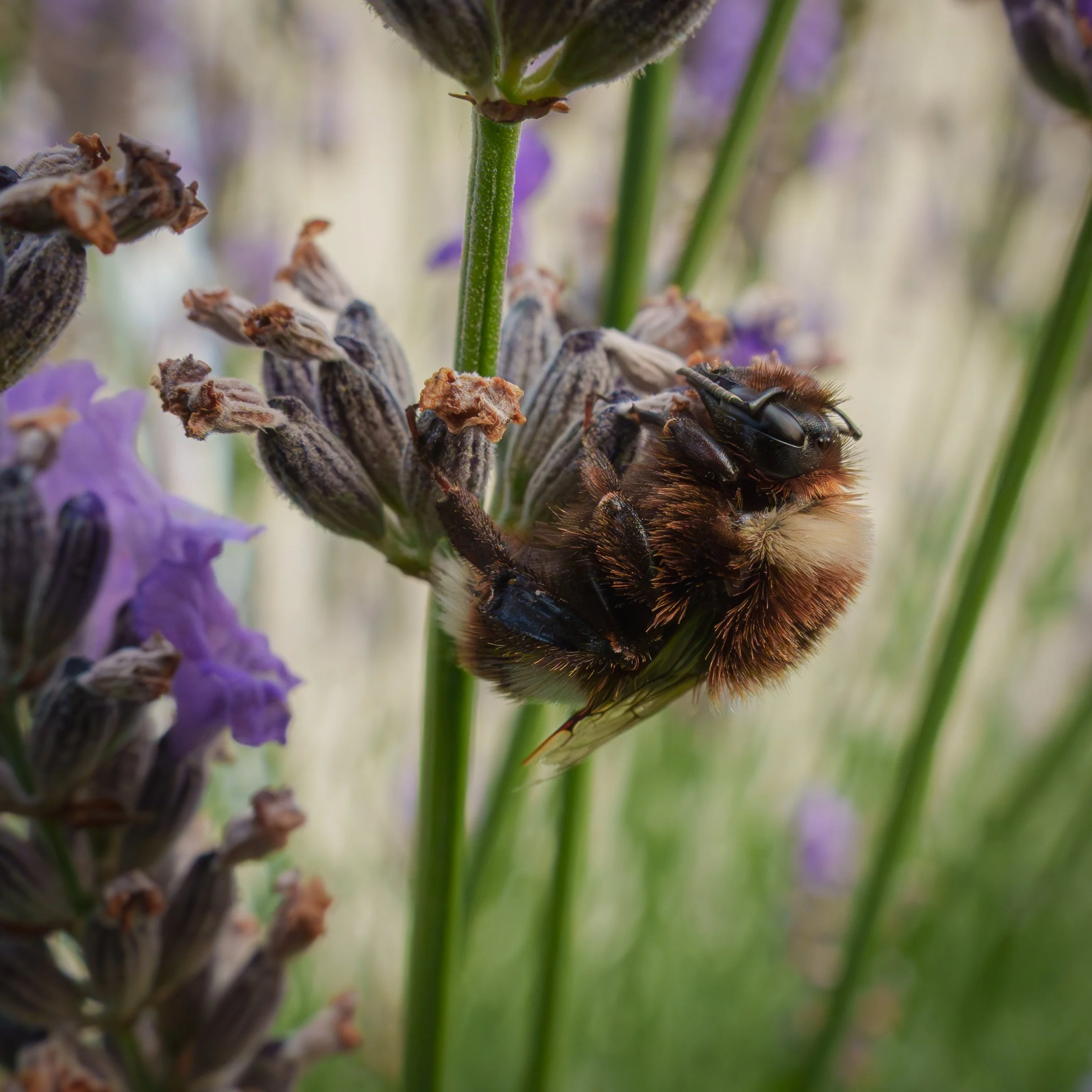 13Bees on Lavender.jpg