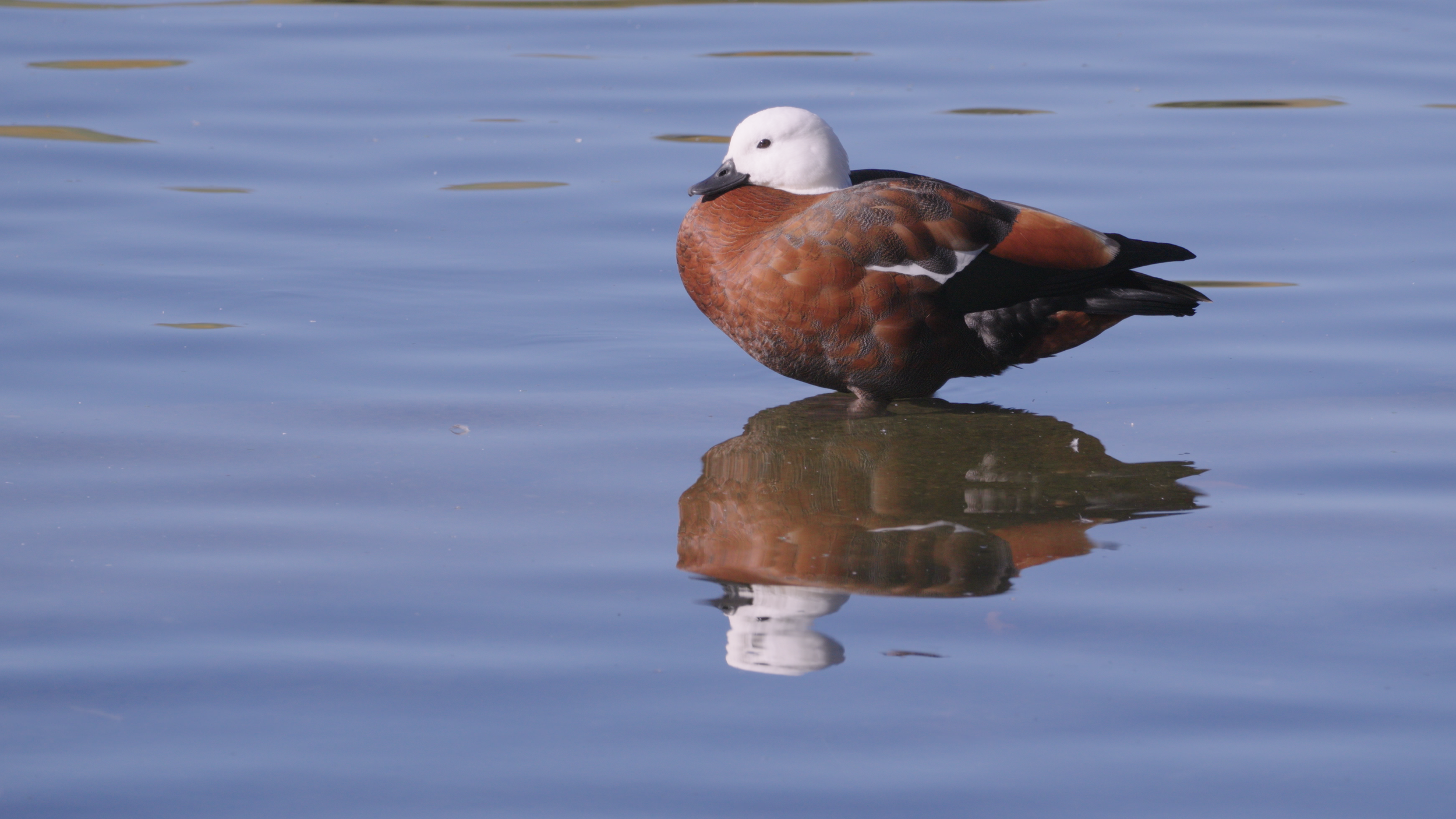 Duck.png