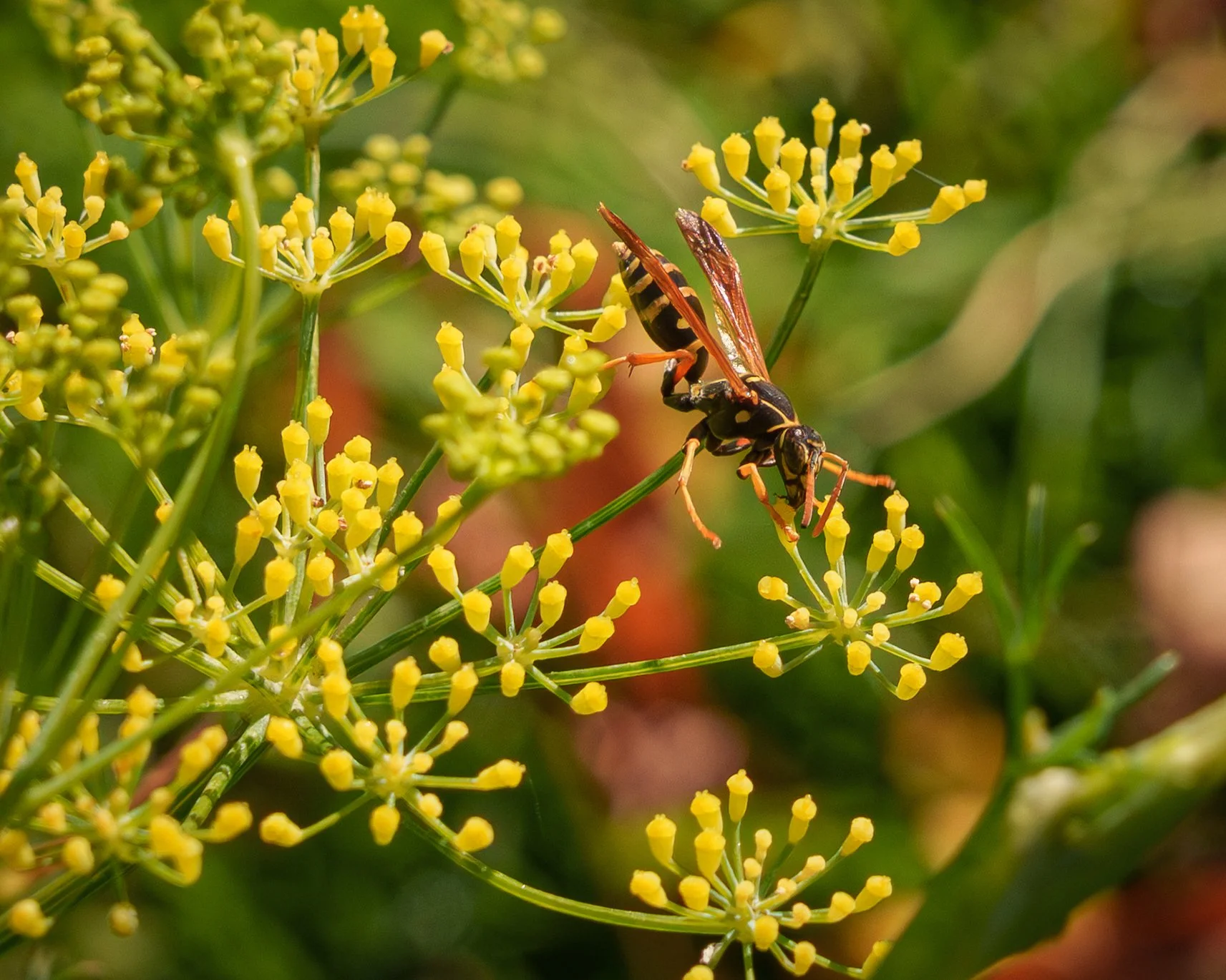 7Wasps.jpg