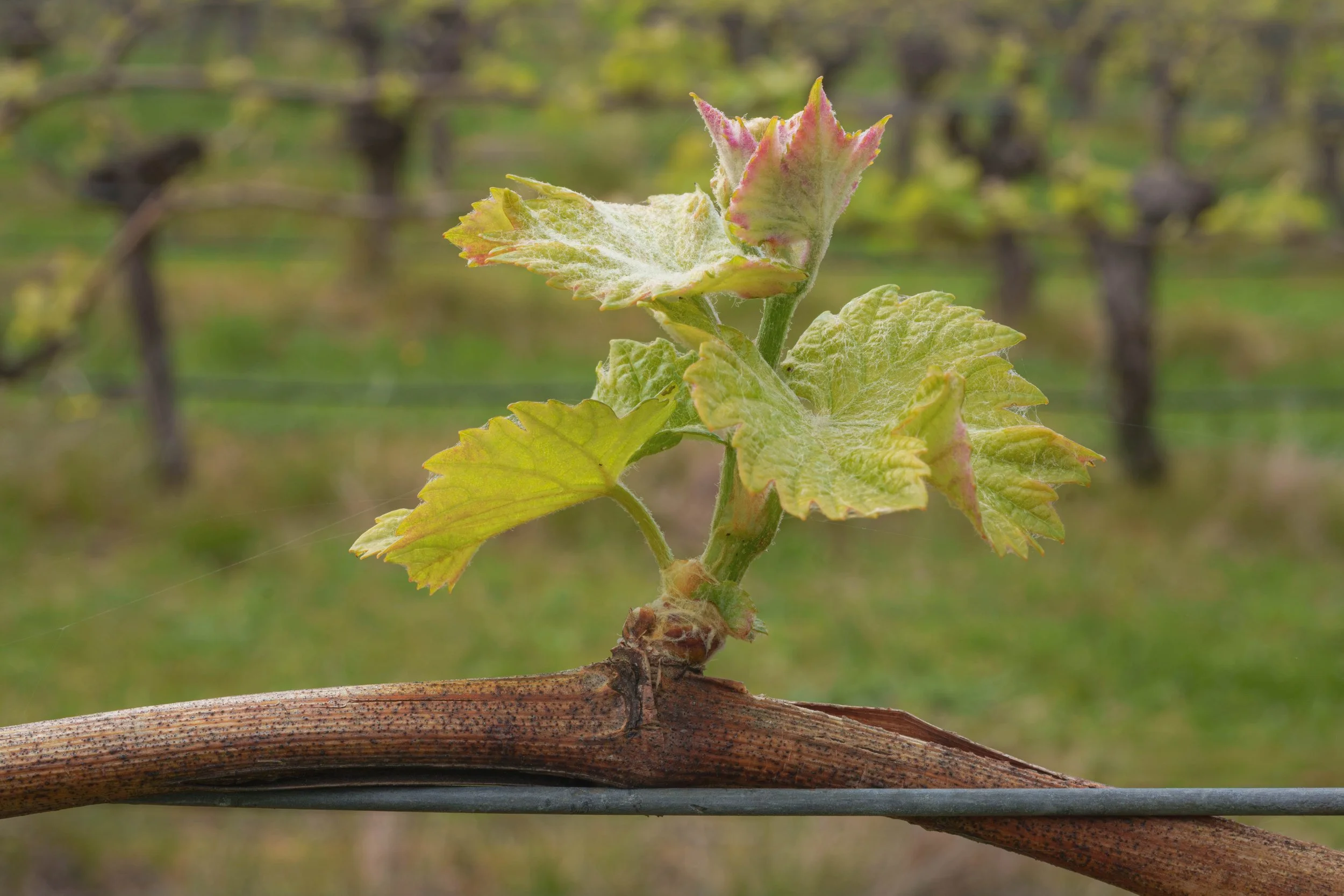 Close-up of a grapevine shoot emerging during spring budburst in a Marlborough vineyard