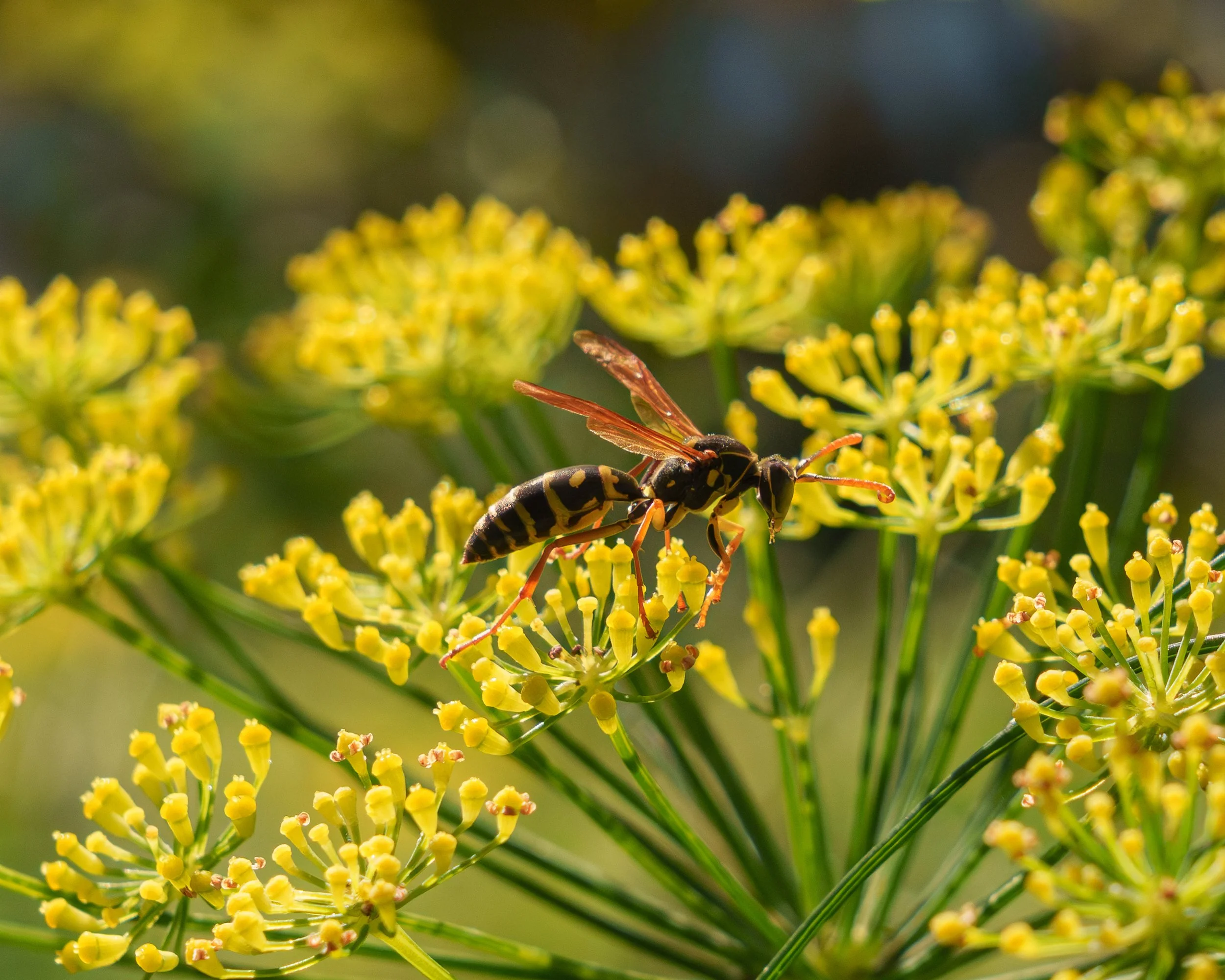 4Wasps.jpg