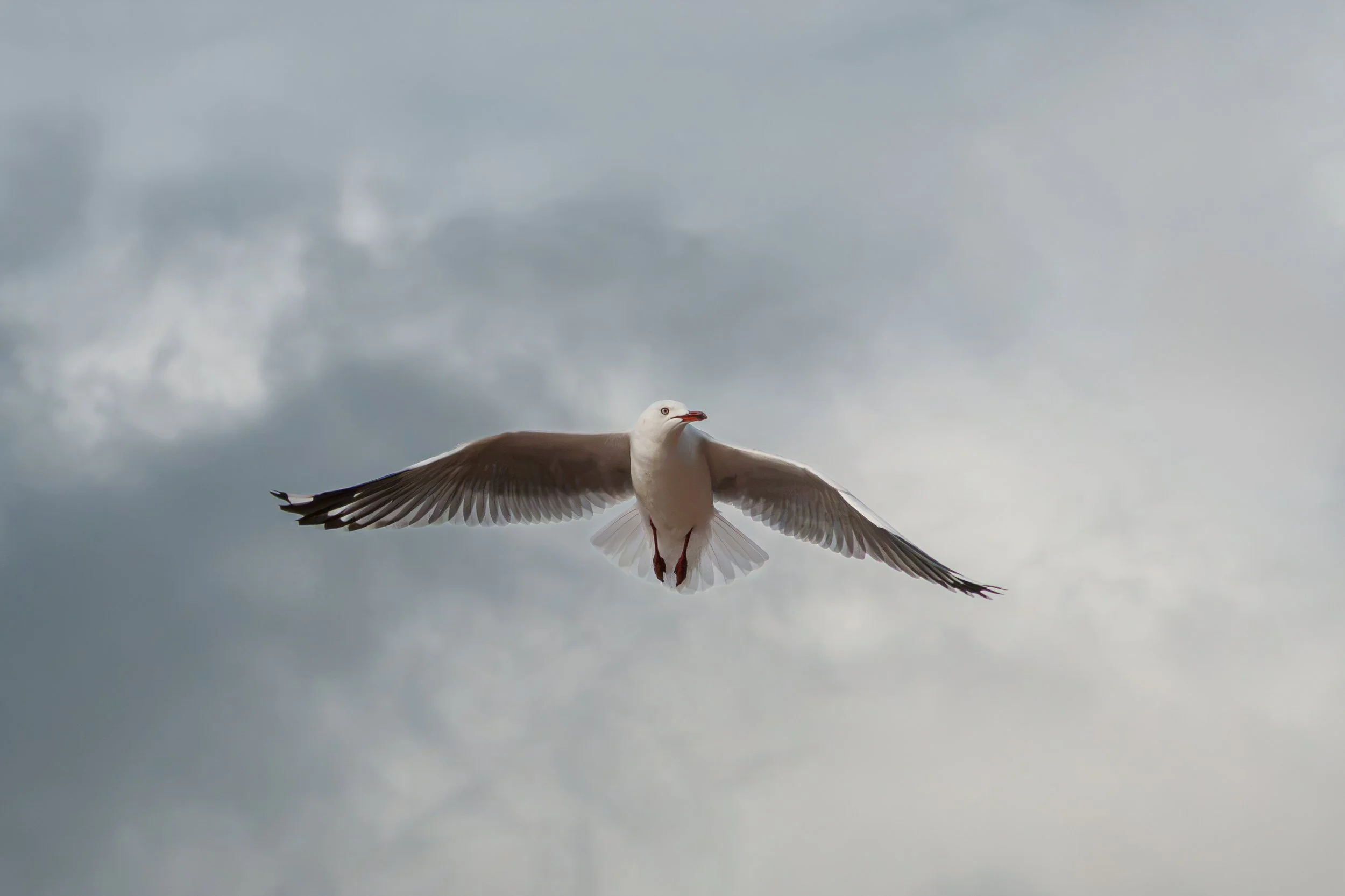 6Birds.jpg