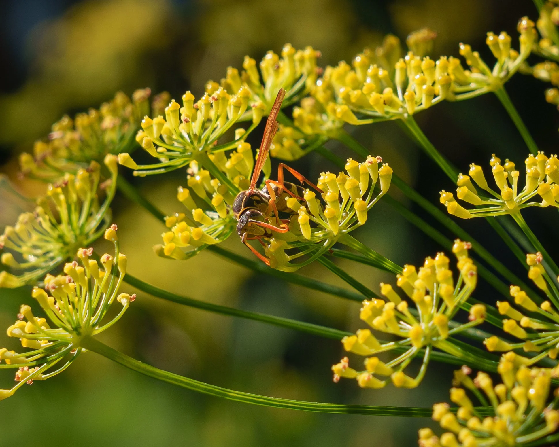2Wasps.jpg