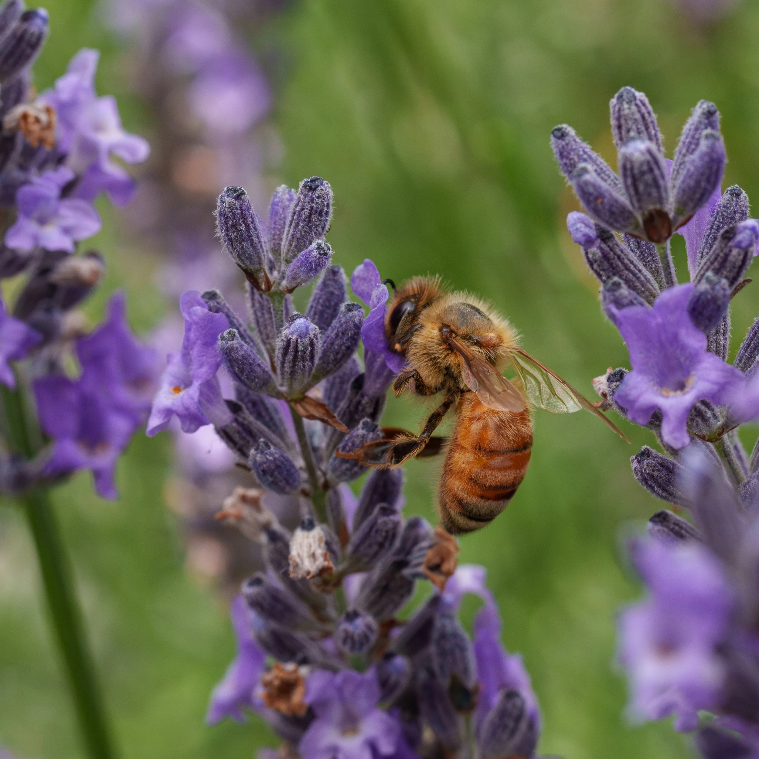 8Bees on Lavender.jpg