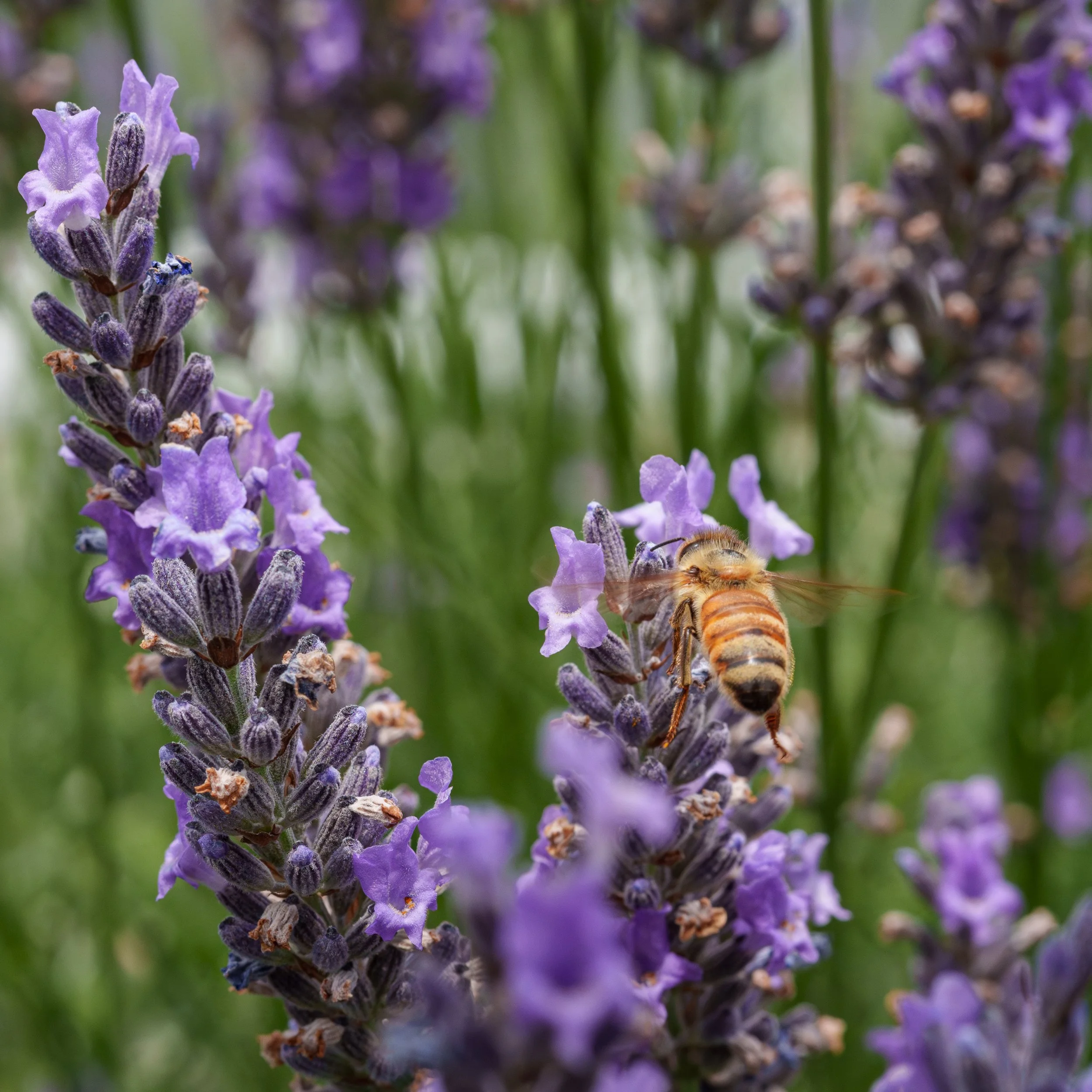 6Bees on Lavender.jpg