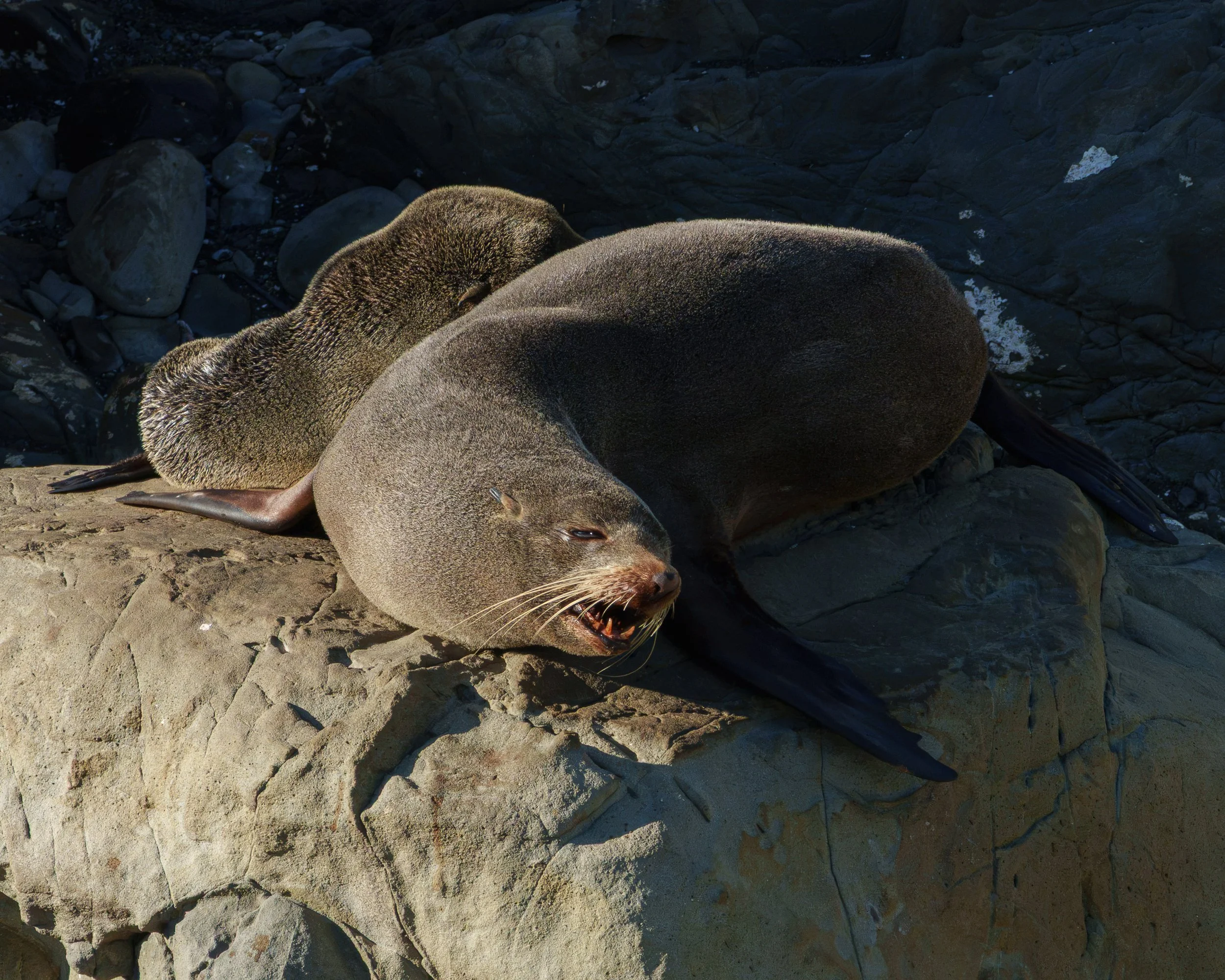 New Zealand fur seal resting on coastal rocks at Ōhau Point near Kaikōura.