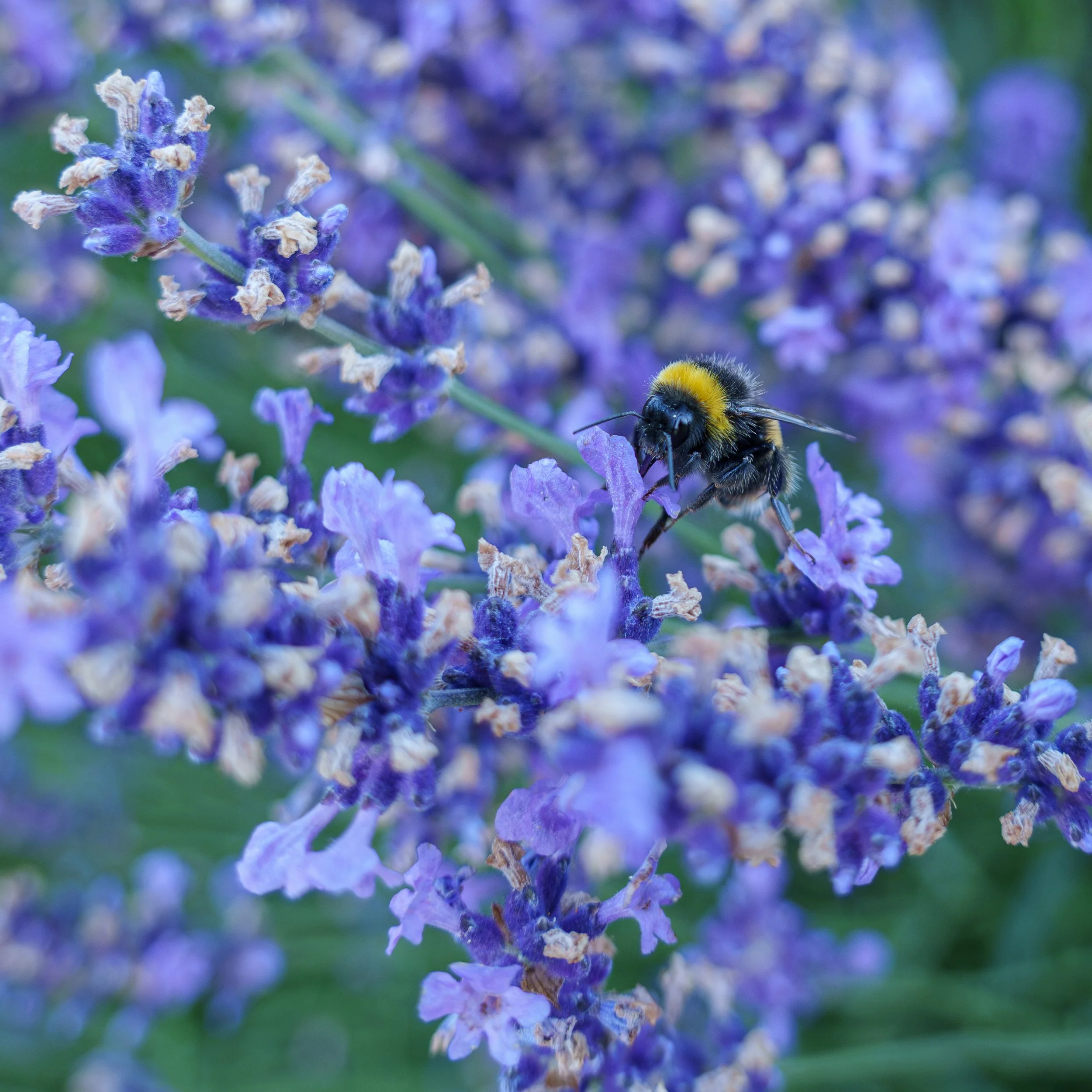 Exploring the Gardens: Photo Walks in Blenheim