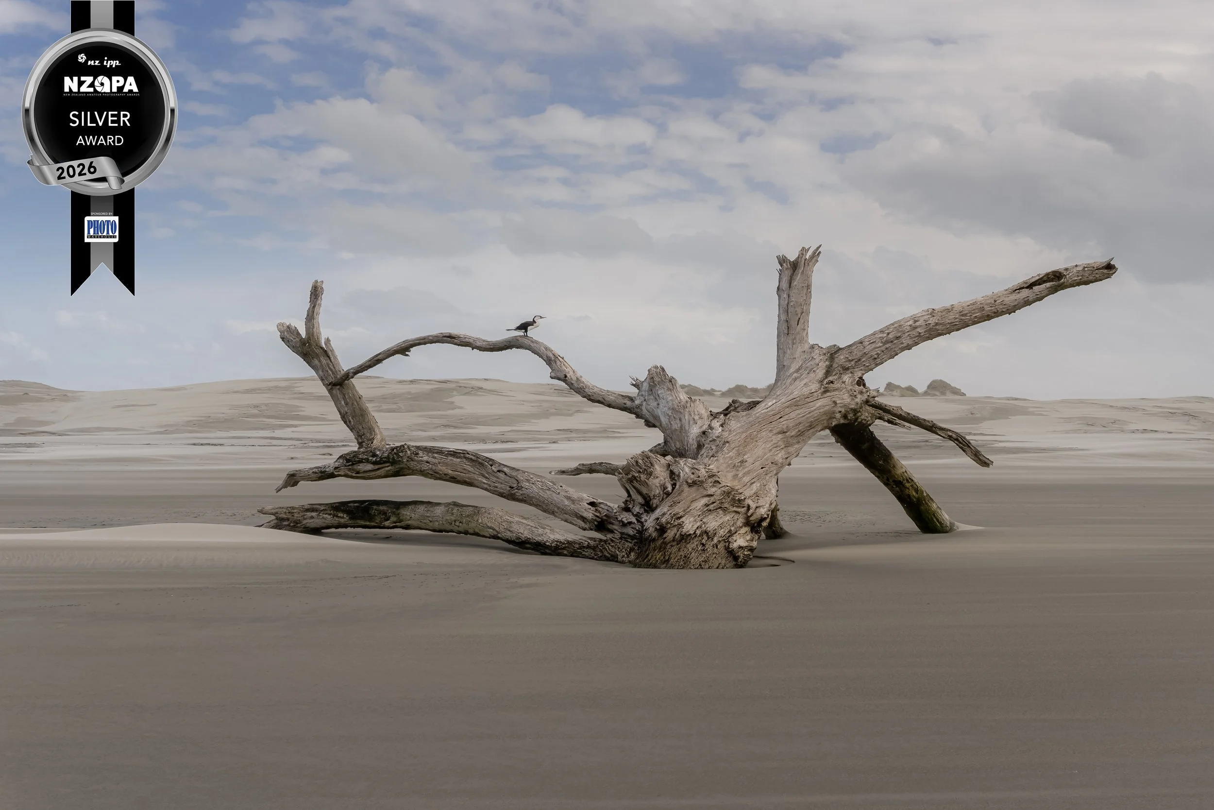 When Time Leaves Only Shape - Silver Award Winner at the 2026 NZAPA showing a bird perched on weathered driftwood on a sand beach.