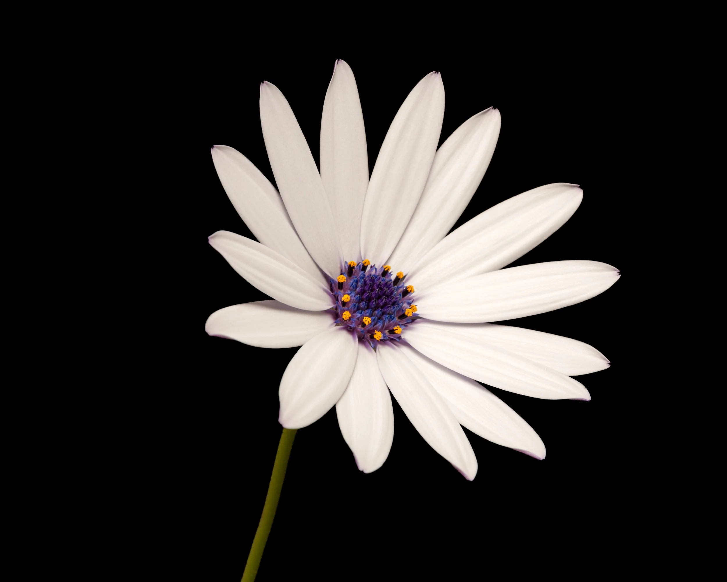 a macro image of a daisy picked from the garden