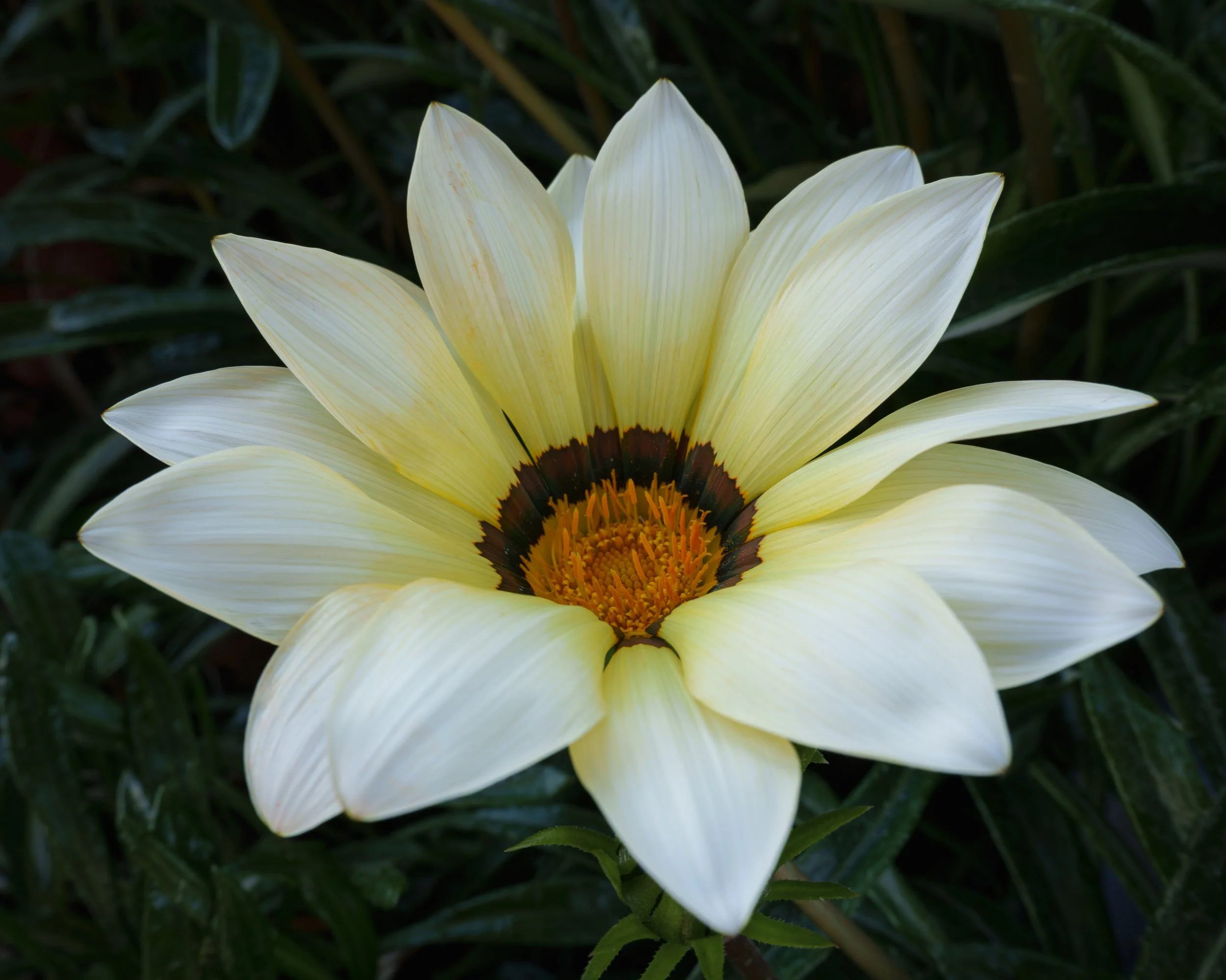 Trailing Treasure Flower