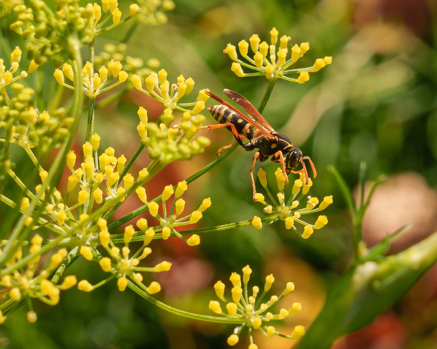 8Wasps.jpg