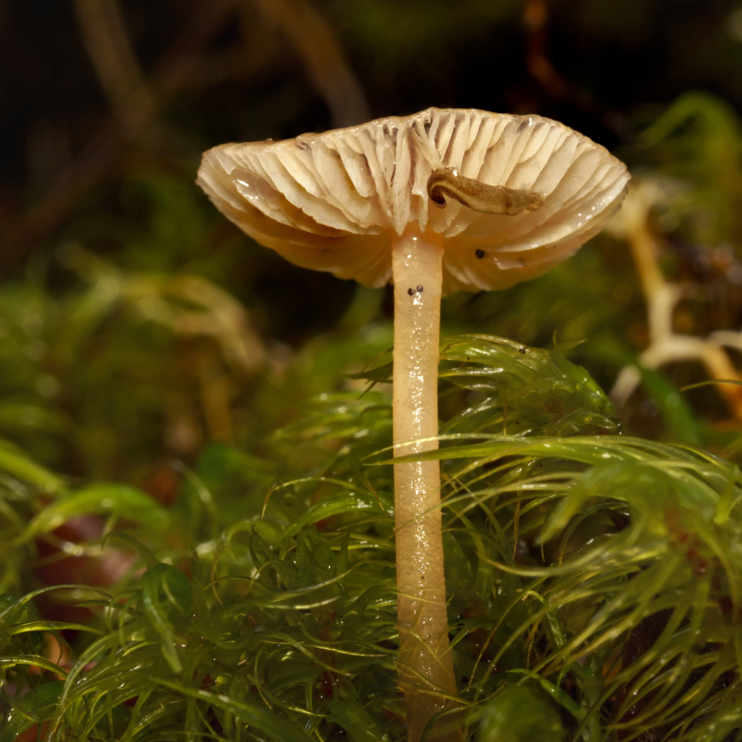 Fungi-1.jpg